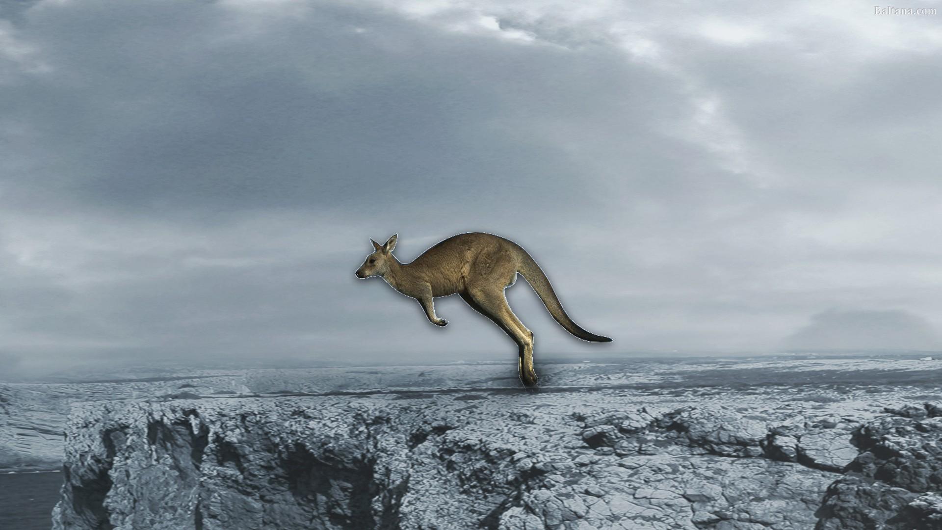 Kangaroo Backgrounds Wallpapers 30616