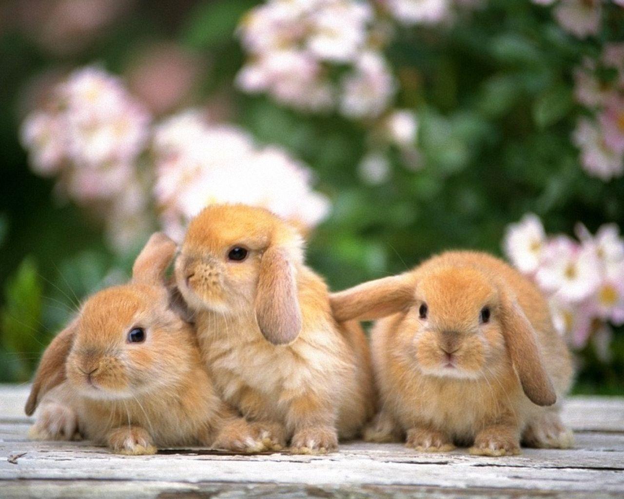 Rabbit Wallpapers For Desktop 9249 Full HD Wallpapers Desktop