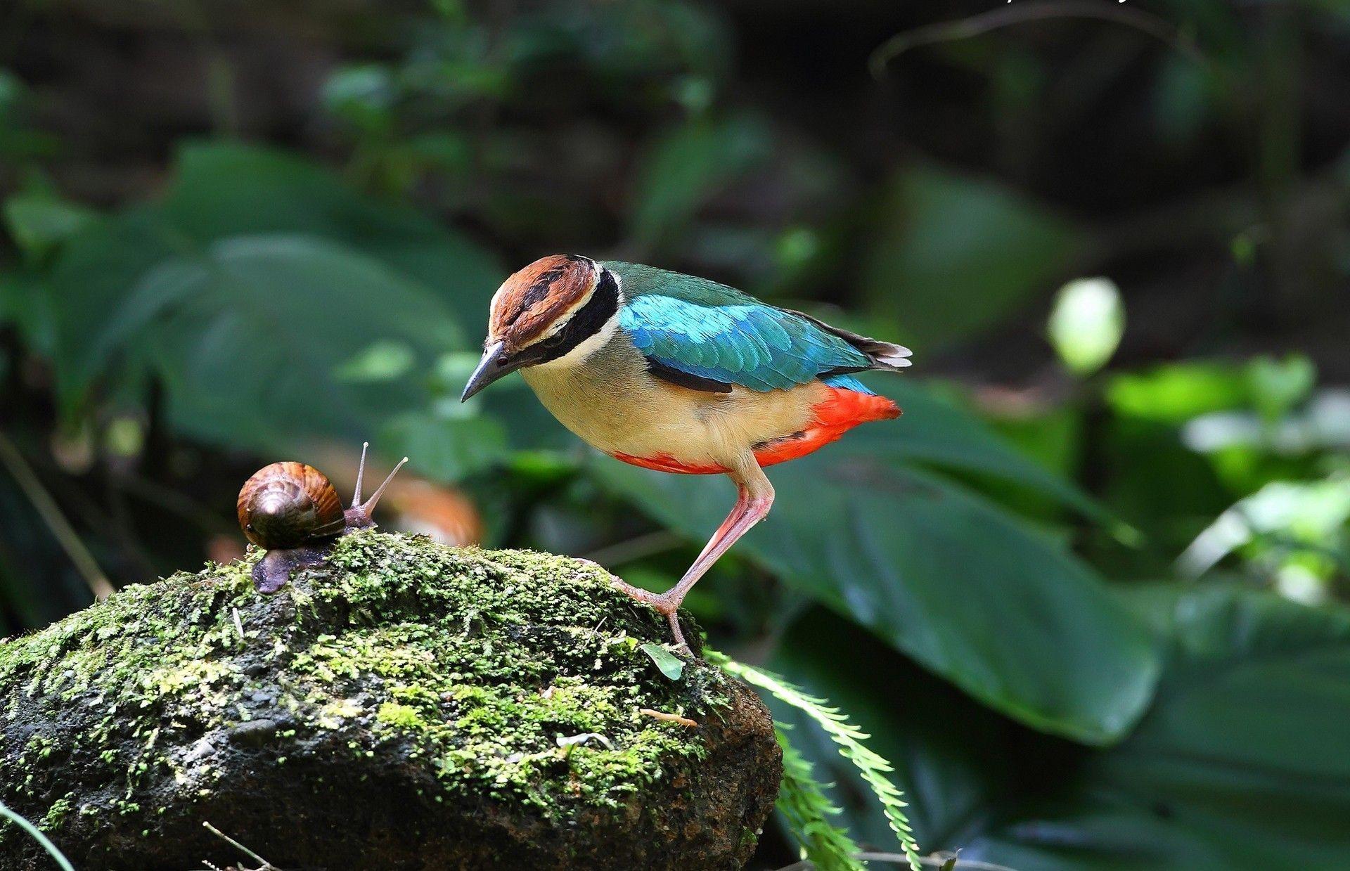 Birds: Snail Animals Birds Nature Bird Snails Wallpapers With And