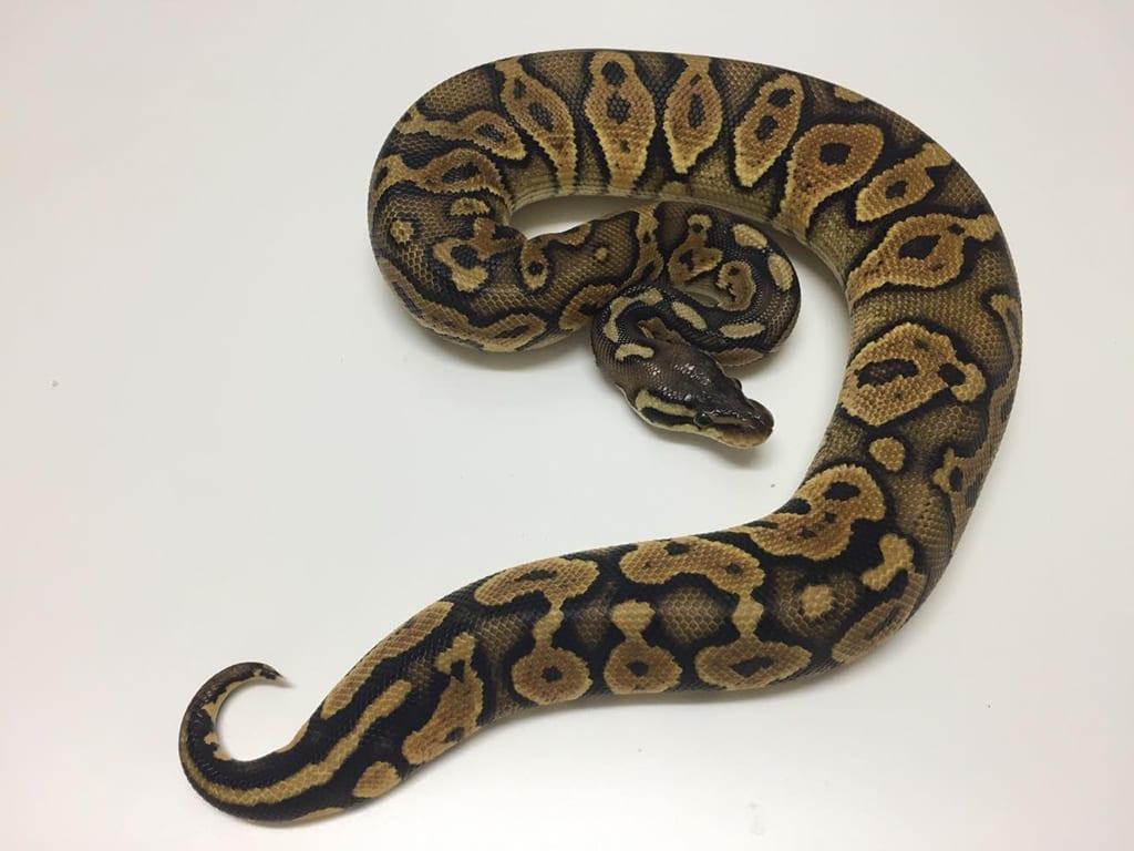 Female EXO LBB Pastel het Ghost Royal Python CB17