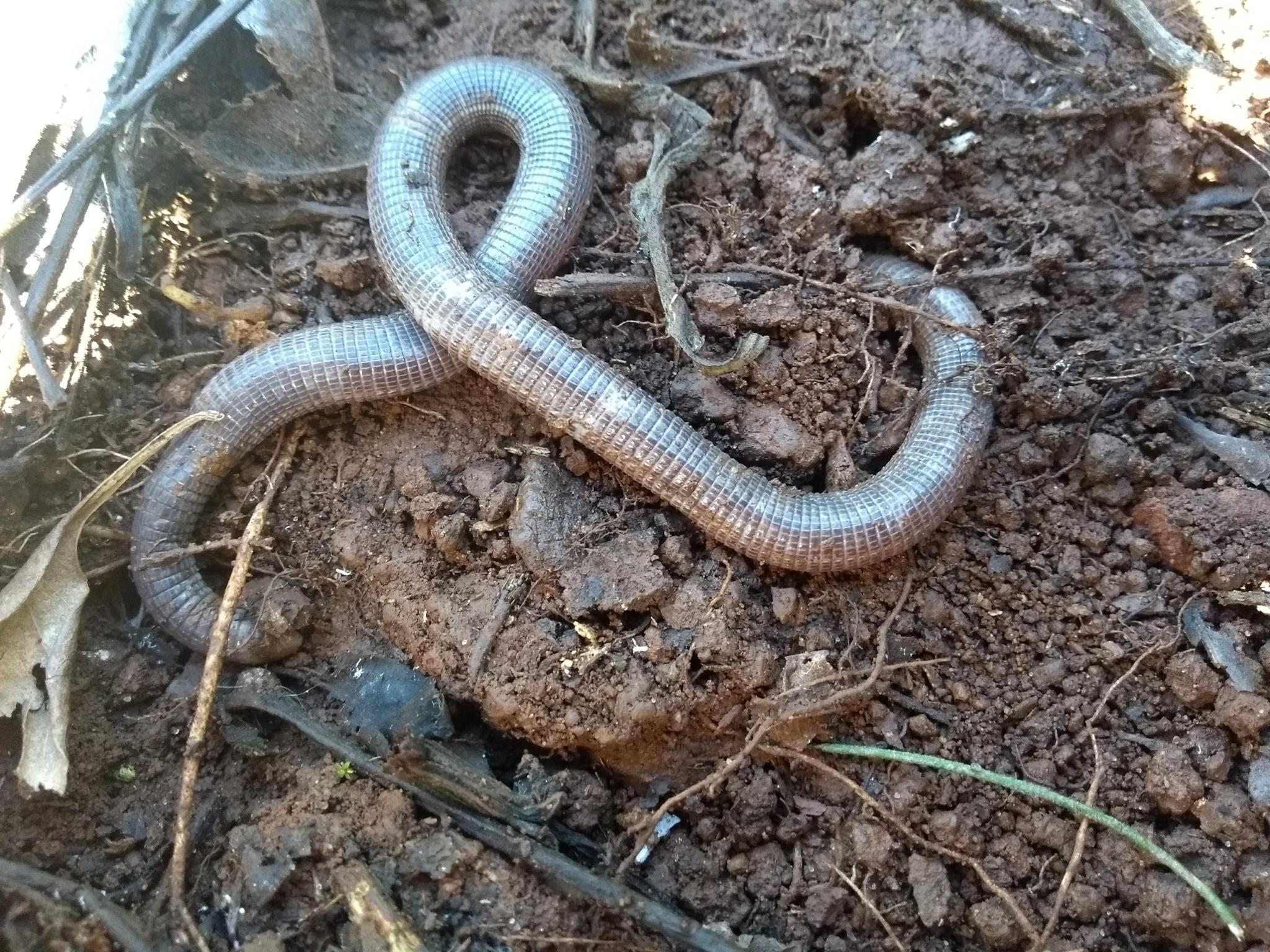 Munoa worm lizard