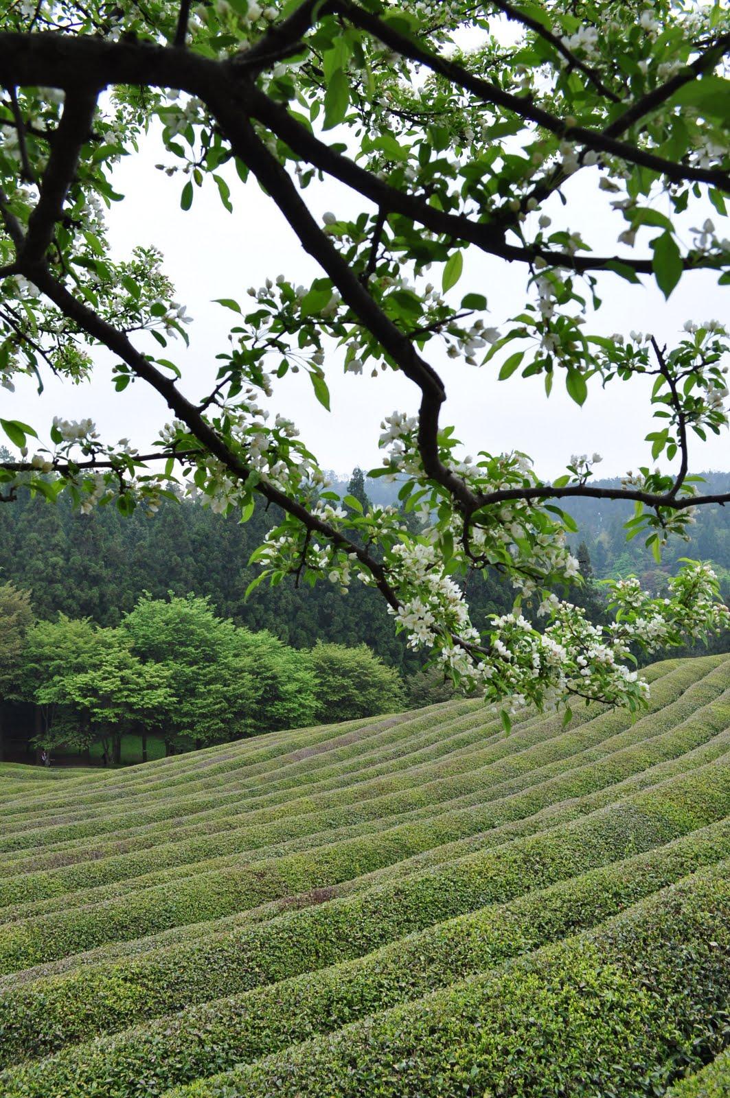 Bamboo Shoots and Kimchi: and all other things Korean: Boseong