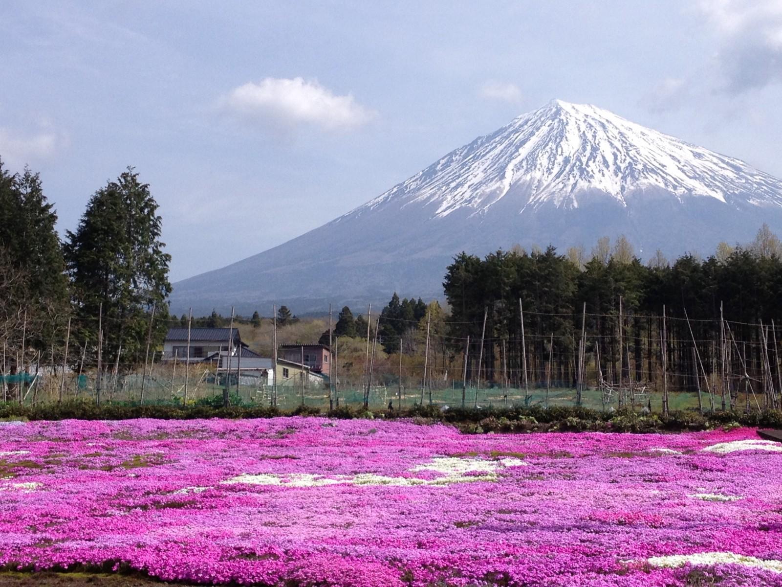 5 Best Cherry Blossom Spots around Mt.Fuji 2019 – Japan Travel Guide