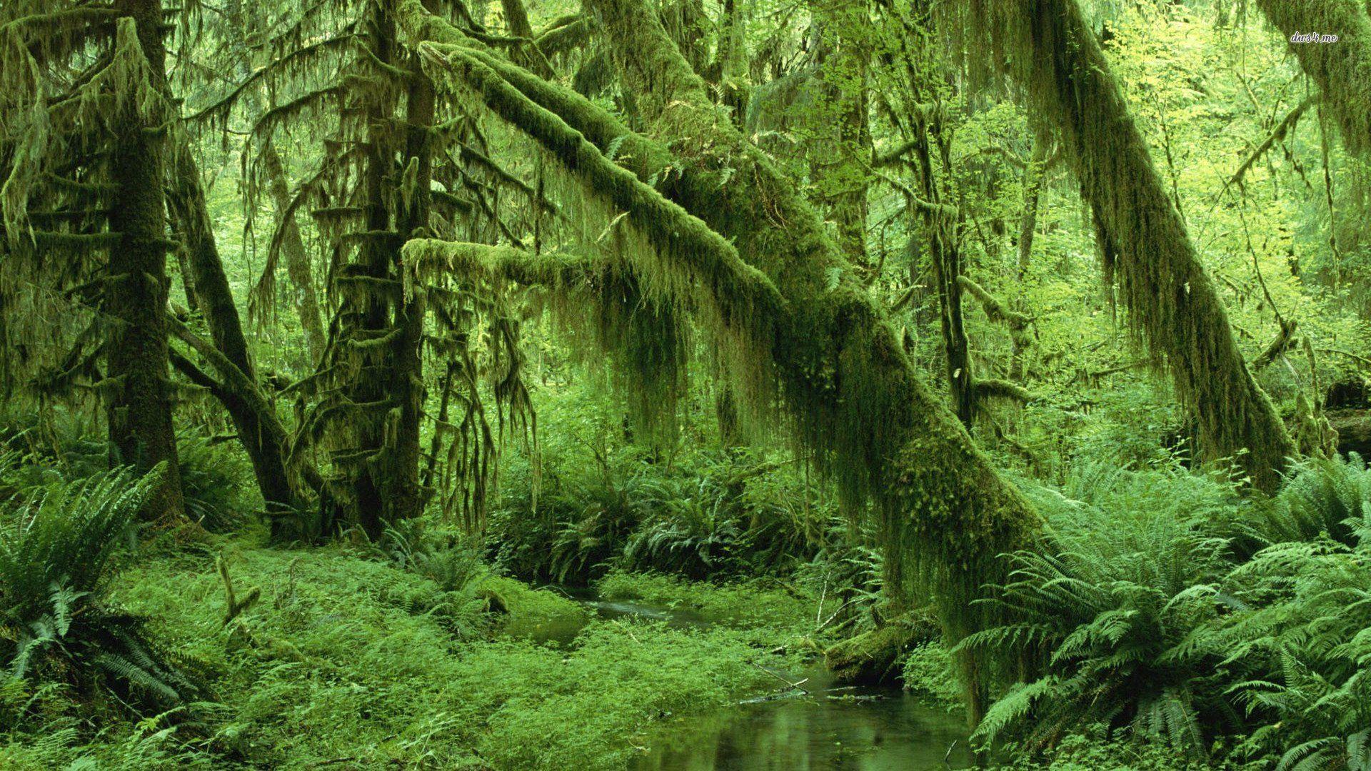 Olympic National Park