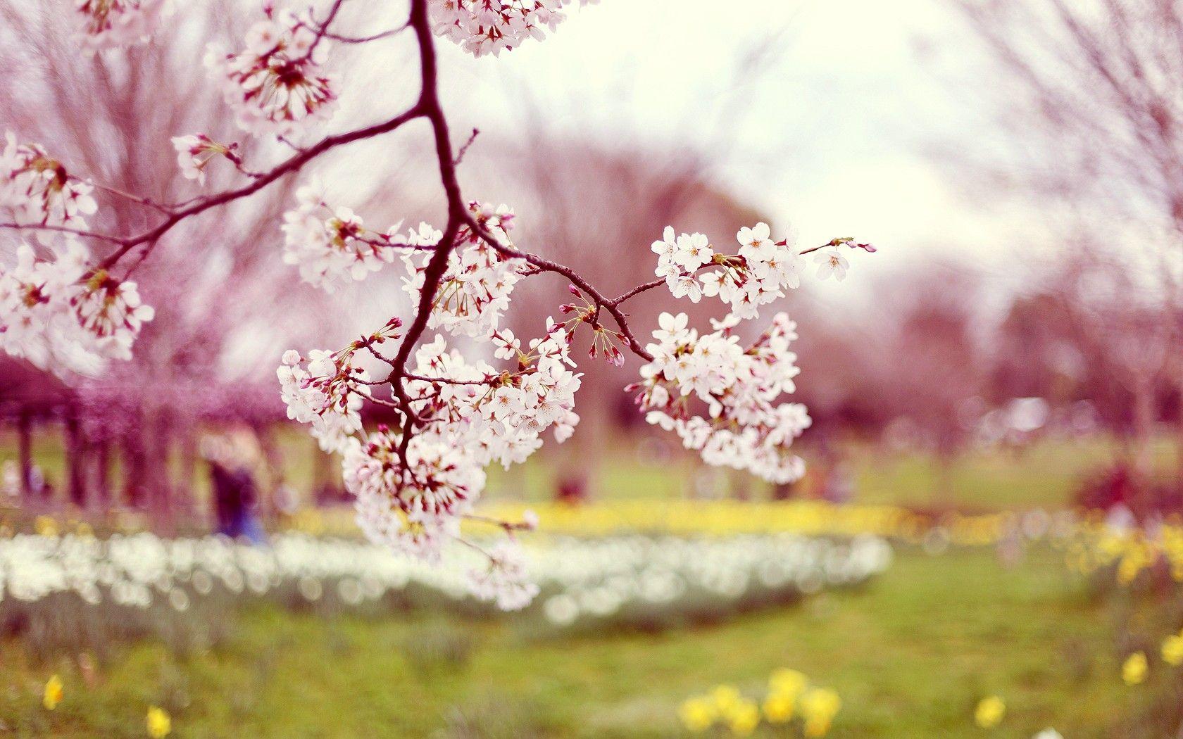 Wallpaper&Collection: «Spring Wallpapers»