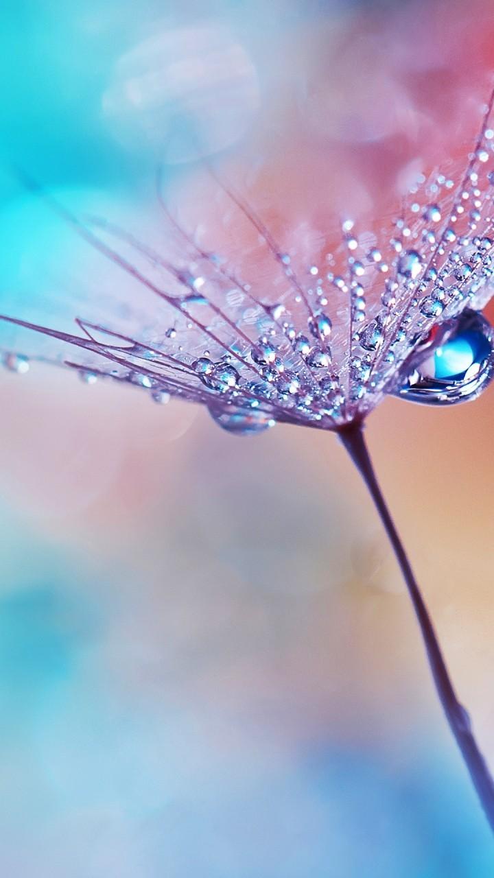 Download Wallpapers For Android, Flower, Water Drops, Dew