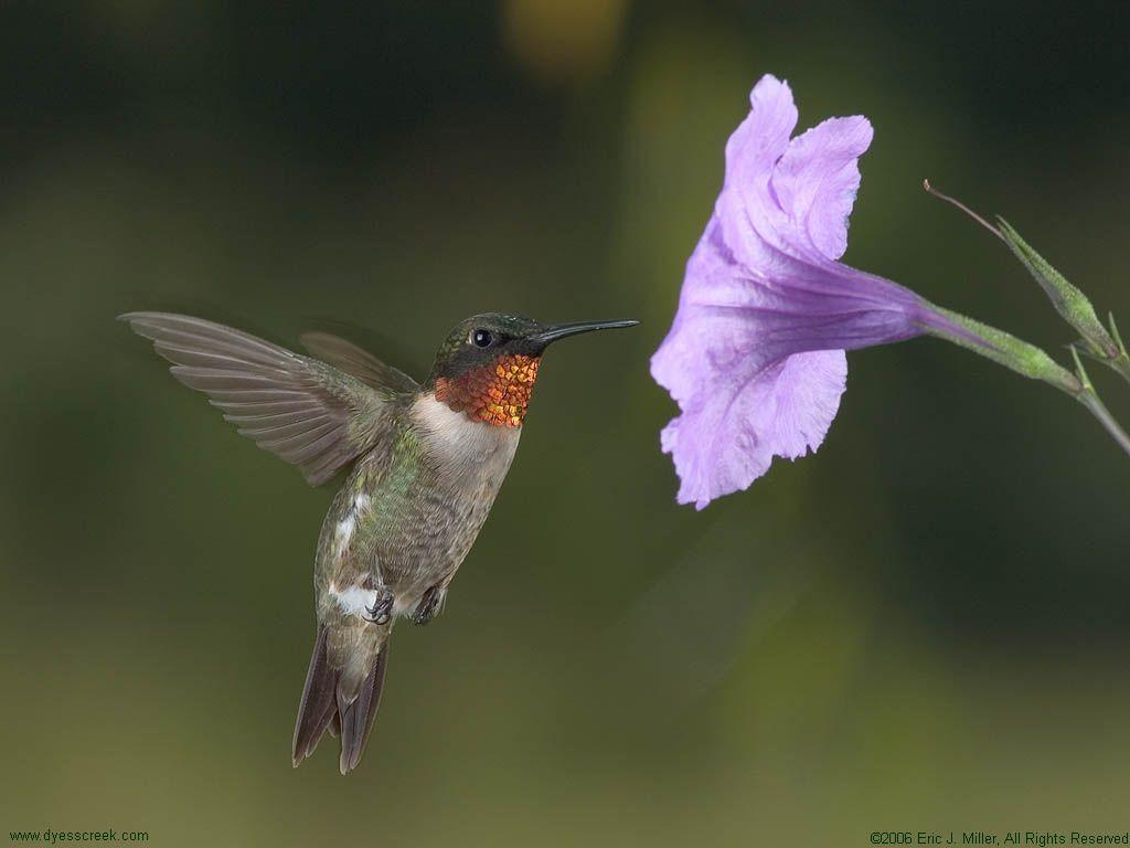 Hummingbird Desktop Backgrounds