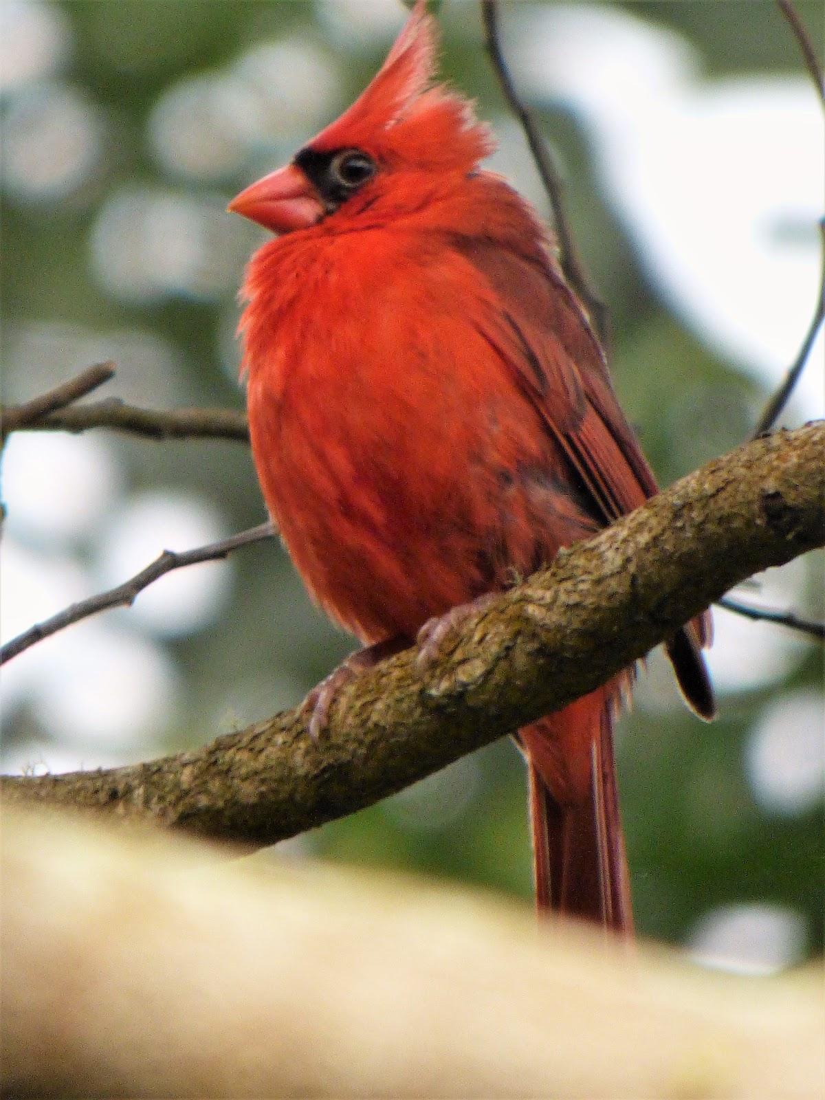 Geotripper’s California Birds: A Northern Cardinal…in Hawai’i? The