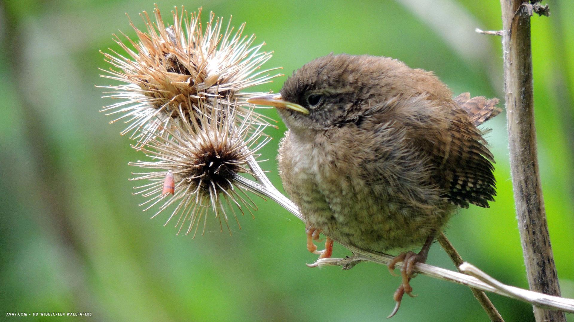 wren small bird hd widescreen wallpapers / birds backgrounds