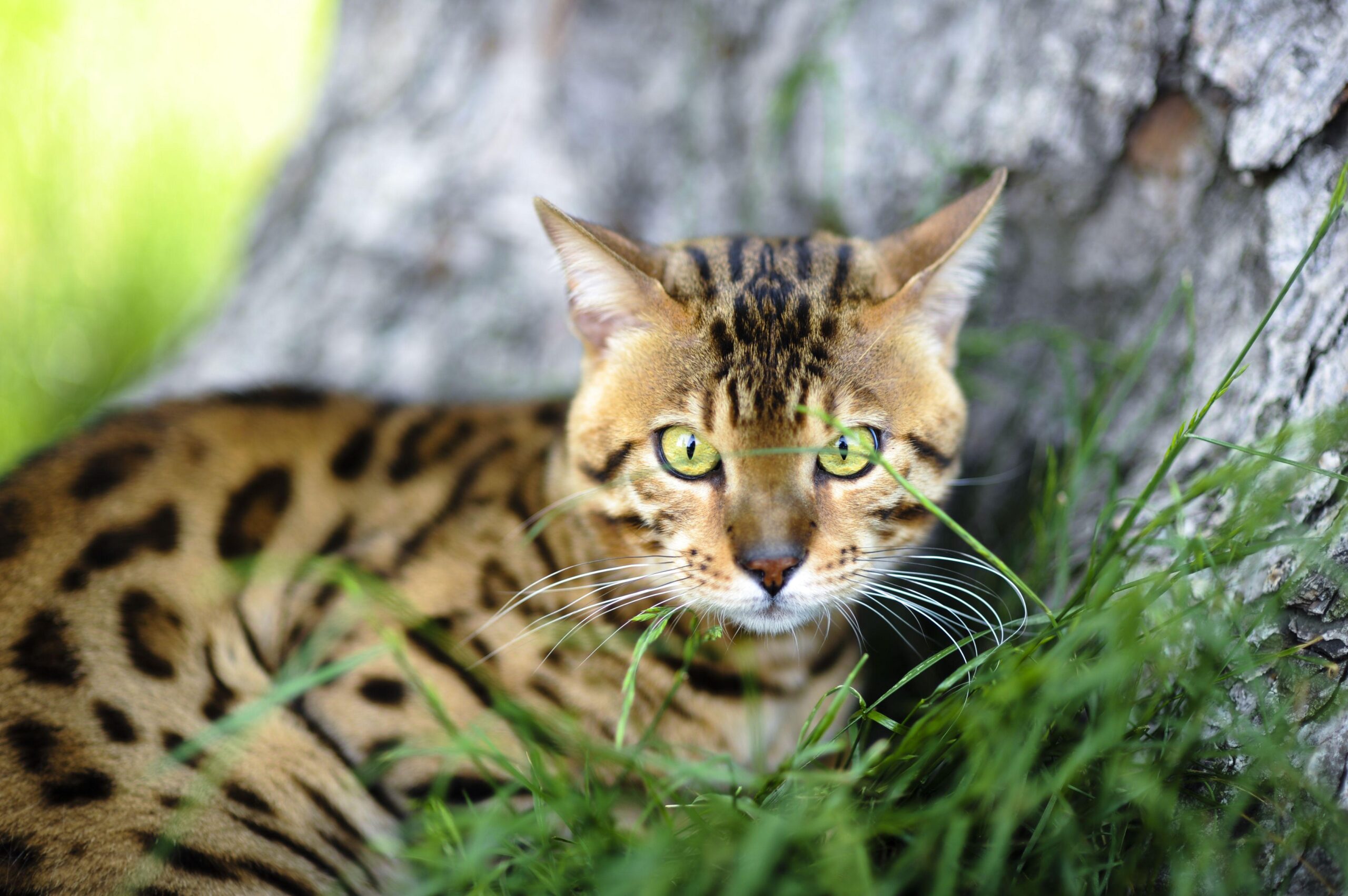 Bengal cat near a tree wallpapers and image