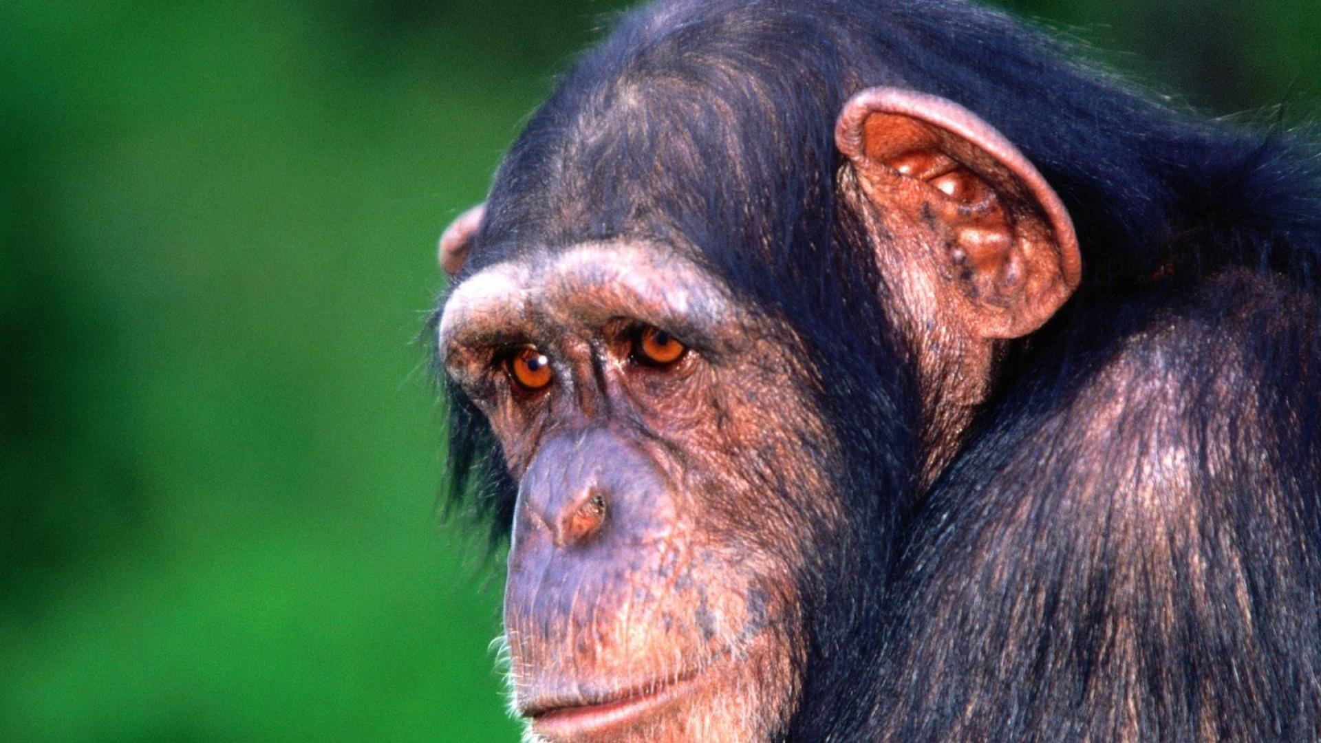 Sad monkey chimpanzee wallpapers and image