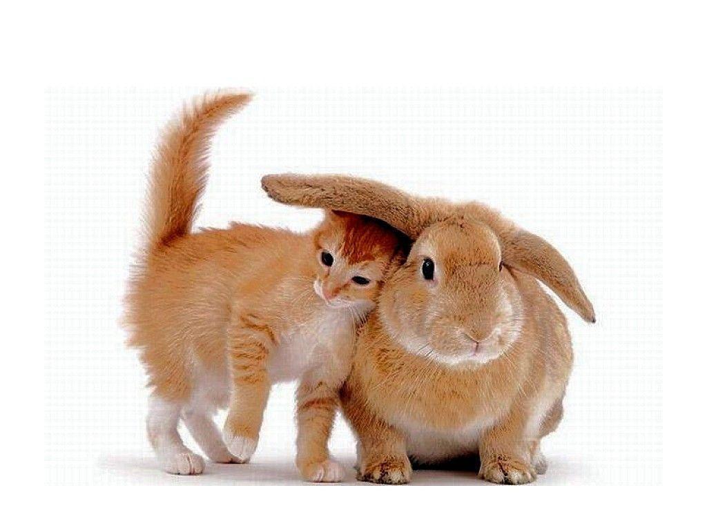 Brown Cat And Rabbit Wallpapers Wallpapers