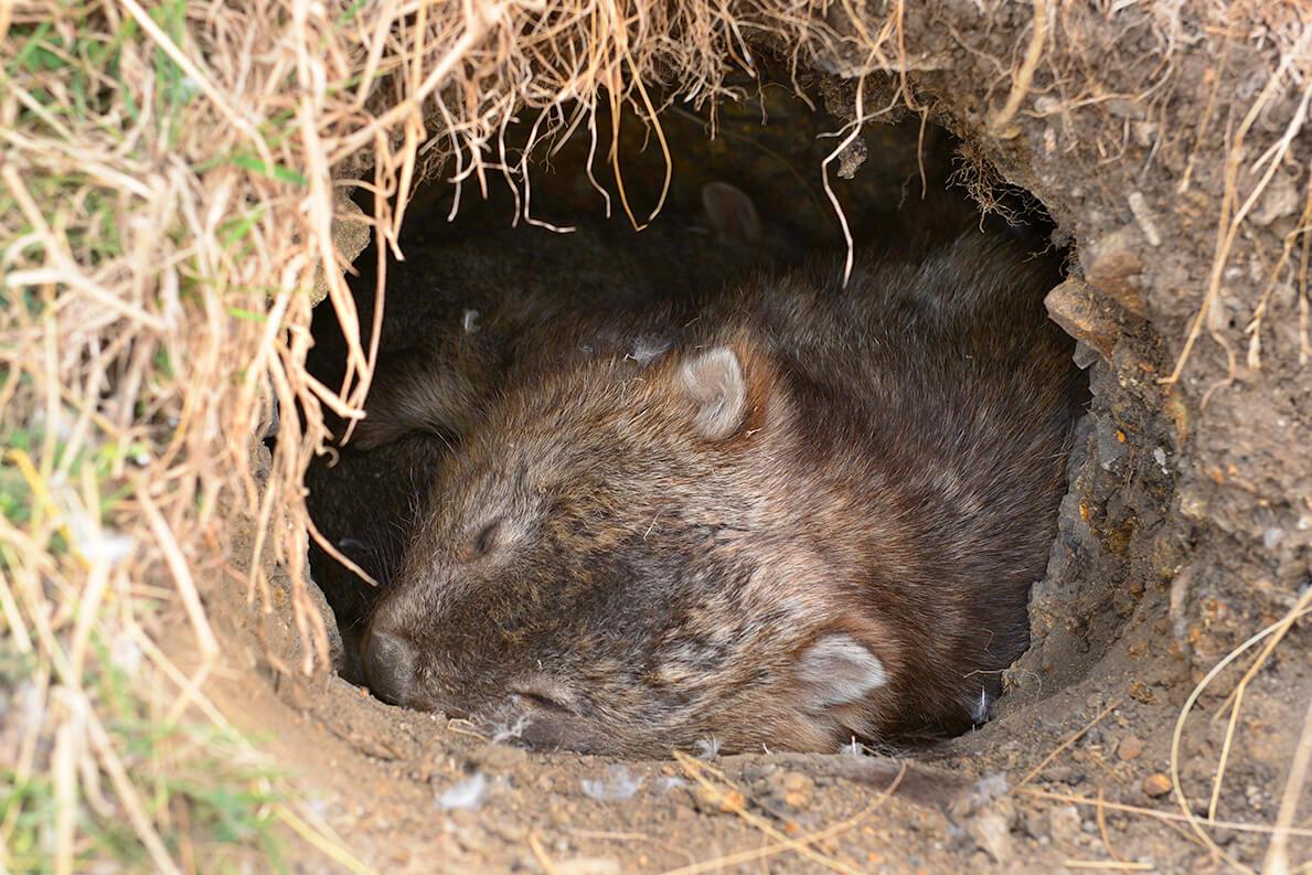 Wombat Wallpapers High Quality