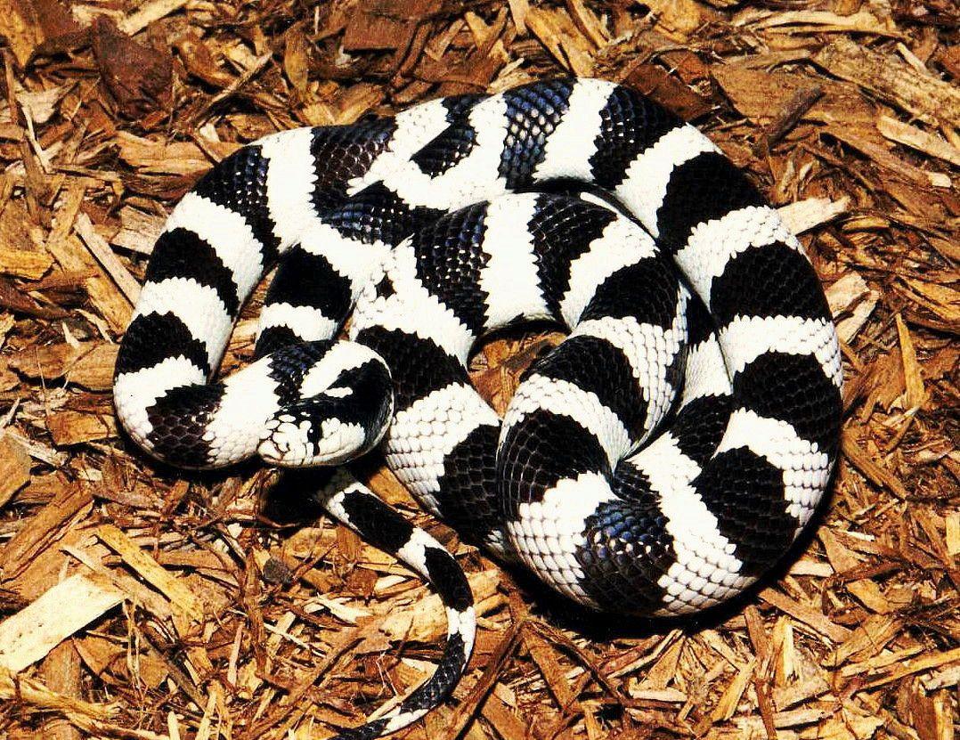 California Kingsnake