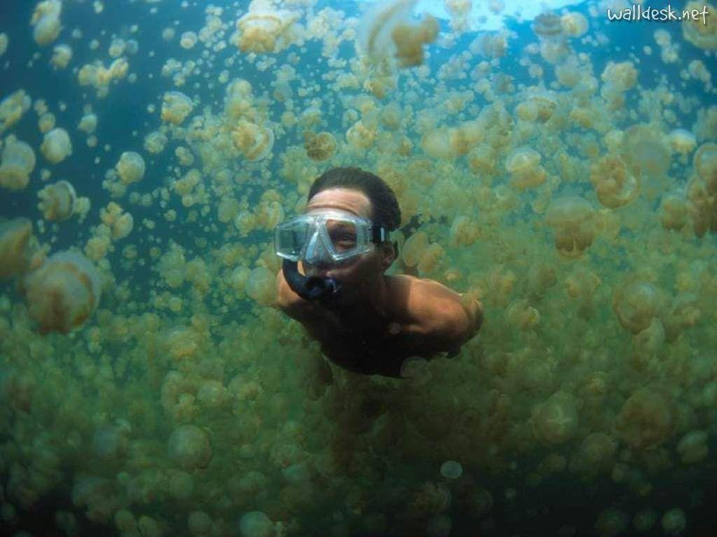 swimming through jellyfish in palau, micronesia