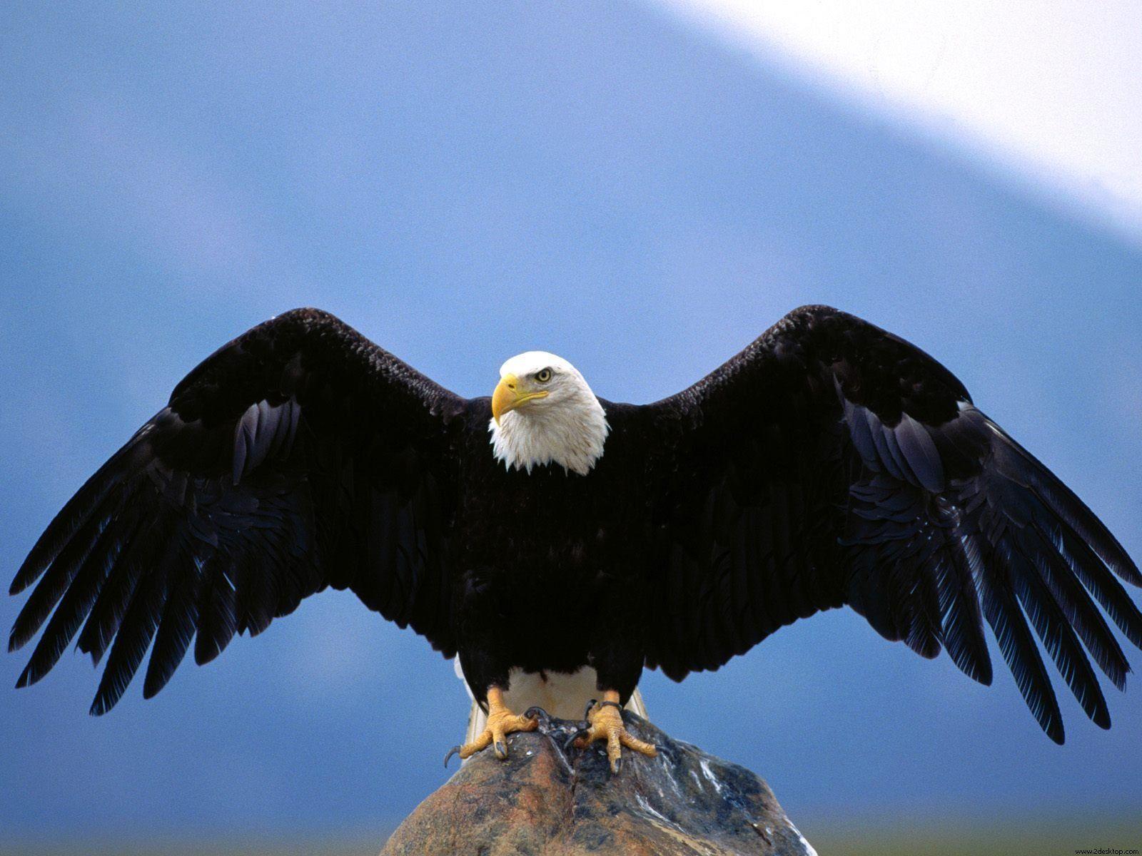 Eagle Desktop Wallpaper: Eagle Wallpapers Hd Free Download