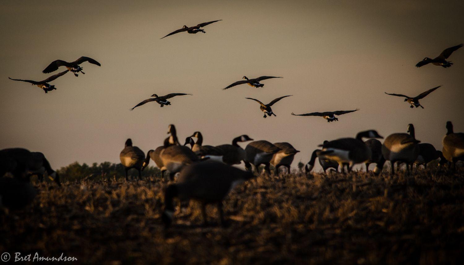 Desktop Backgrounds: Goose Hunting Wallpapers, Goose Hunting