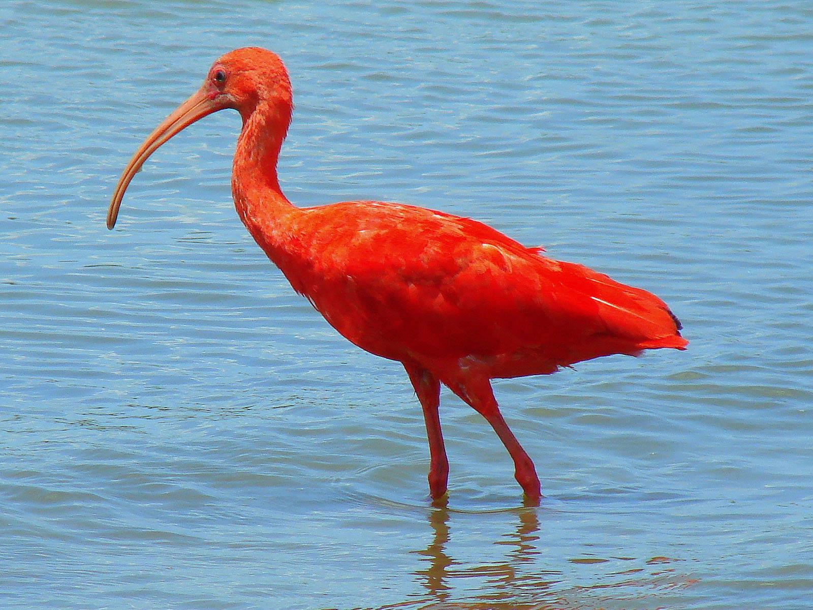 Scarlet Ibis Wallpapers