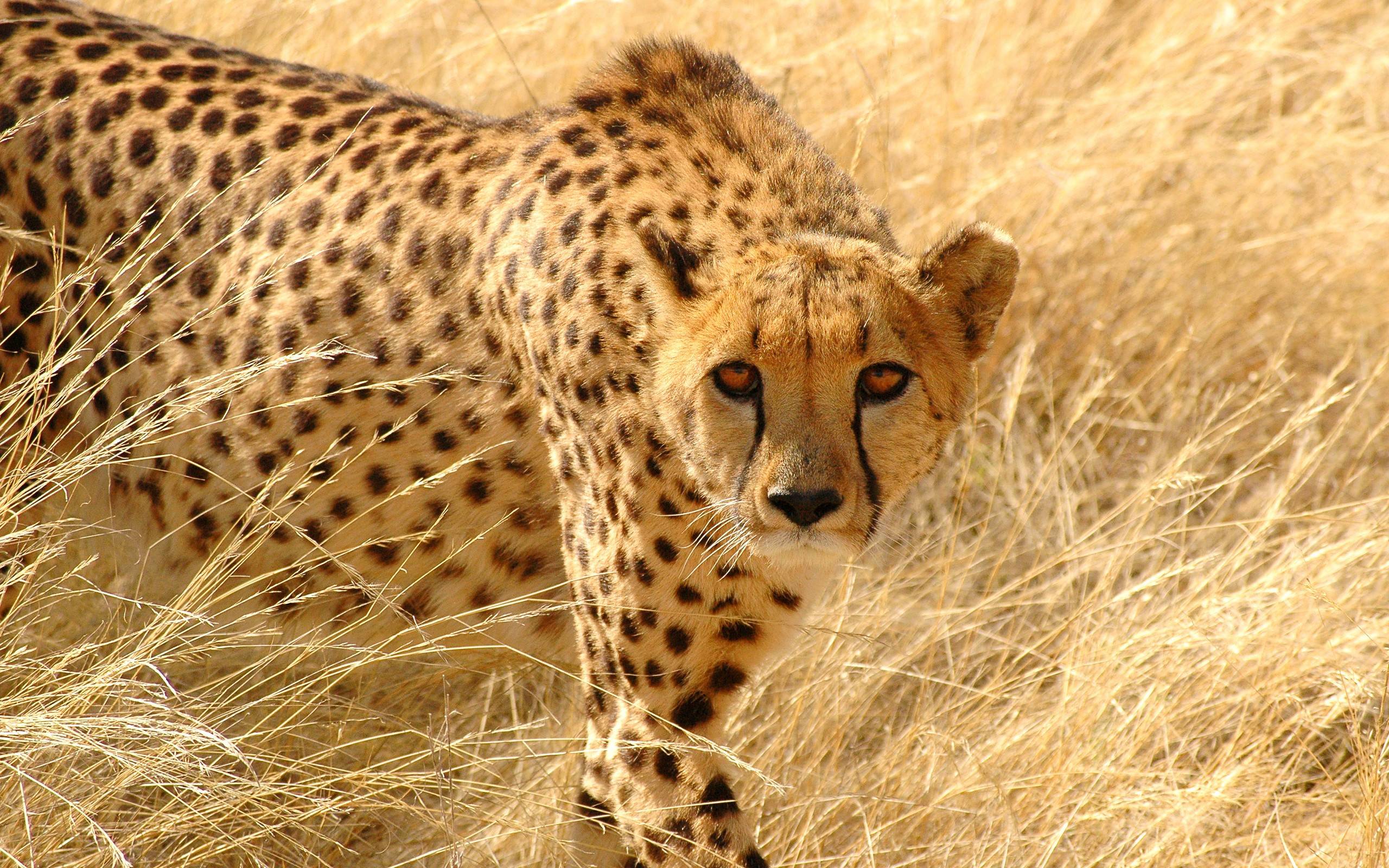 226 Cheetah Wallpapers