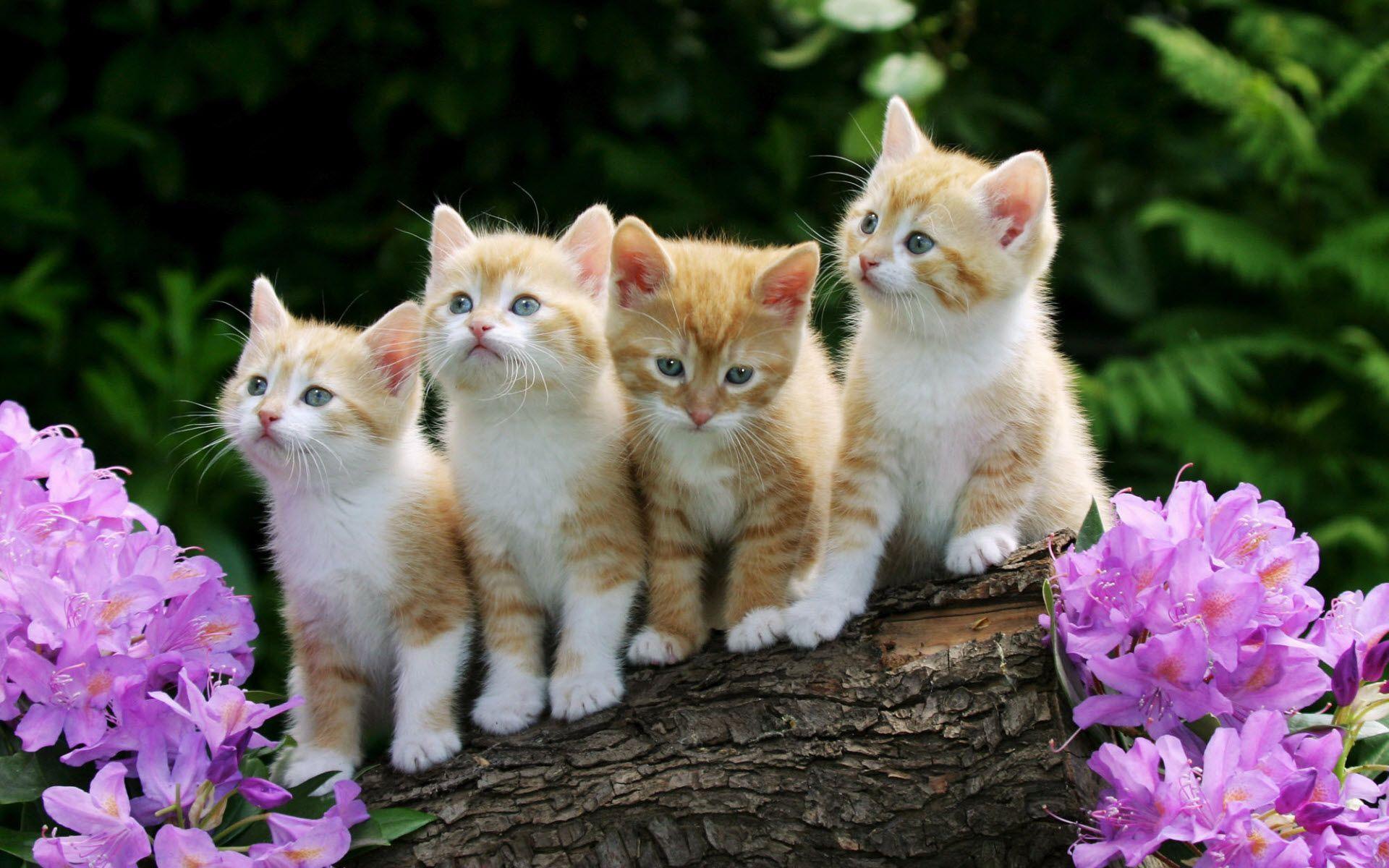 Kittens Wallpapers