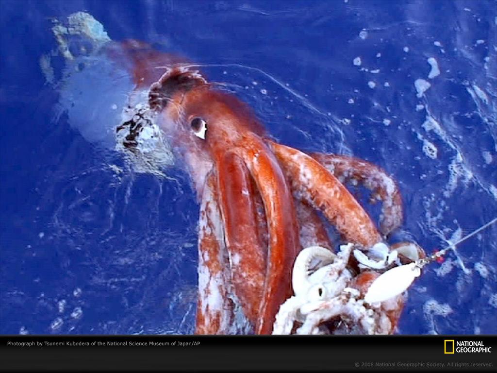 50+] Giant Squid Wallpapers