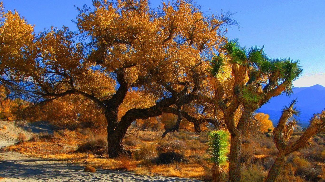 Desert: Meeting Namib Coastal Southern Africa Angola Namibia South