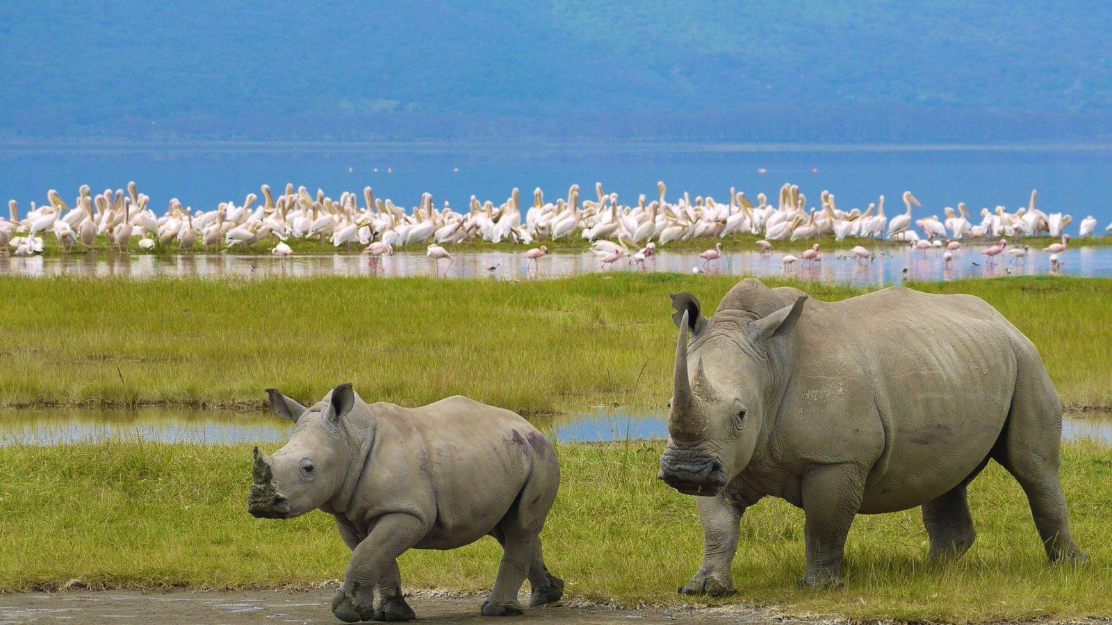 Nairobi to Lake Nakuru National Park Excursion