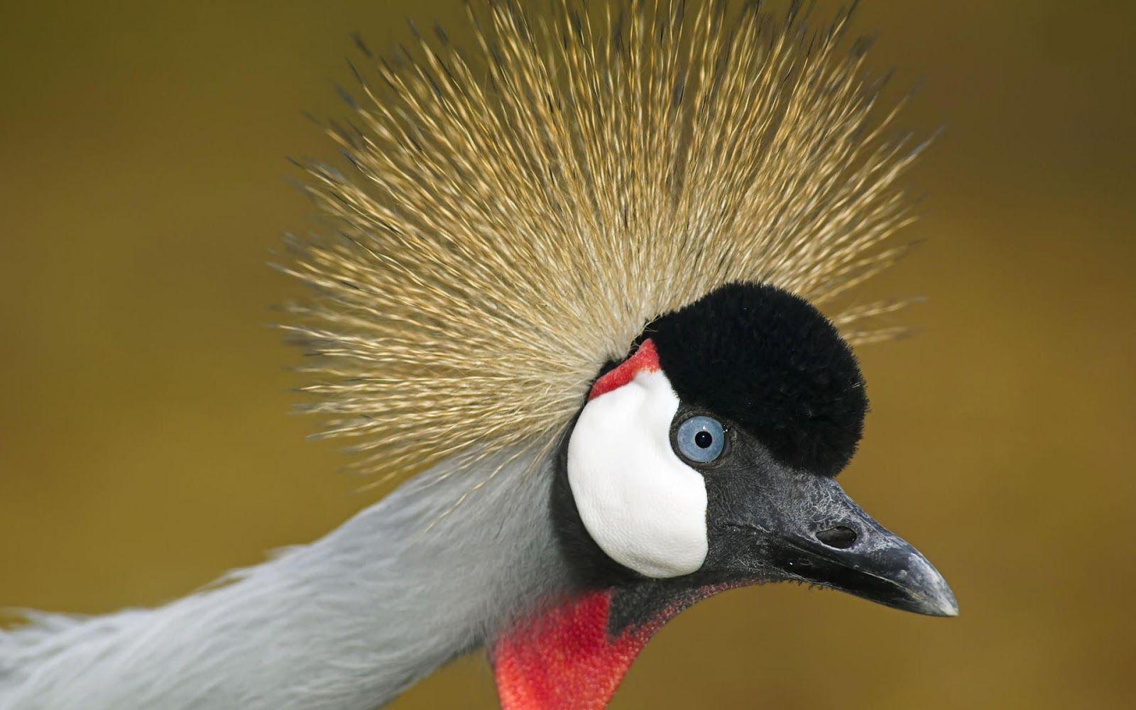 Grey Crowned Crane