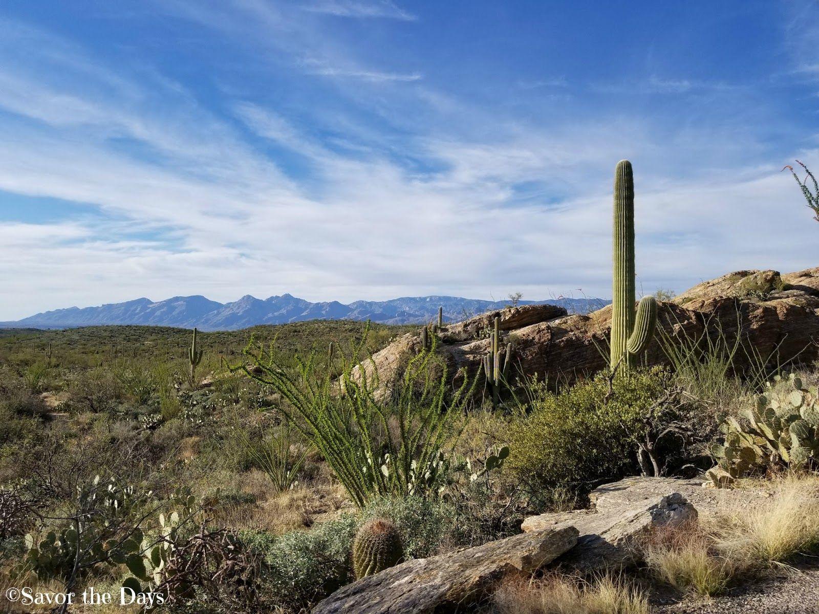 Savor The Days: The Saguaro National Park