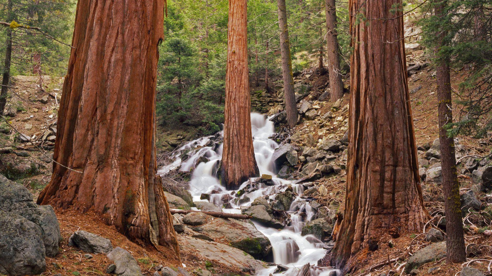 Sequoia National Forest