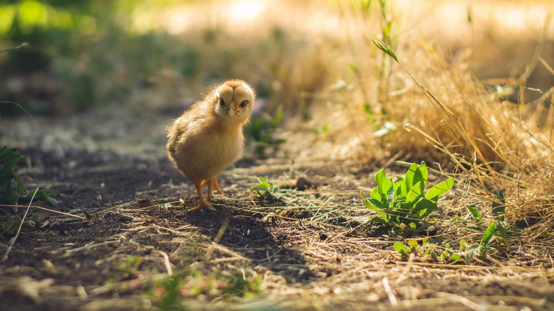 Download Chick, Walking, Plants, Baby Wallpapers