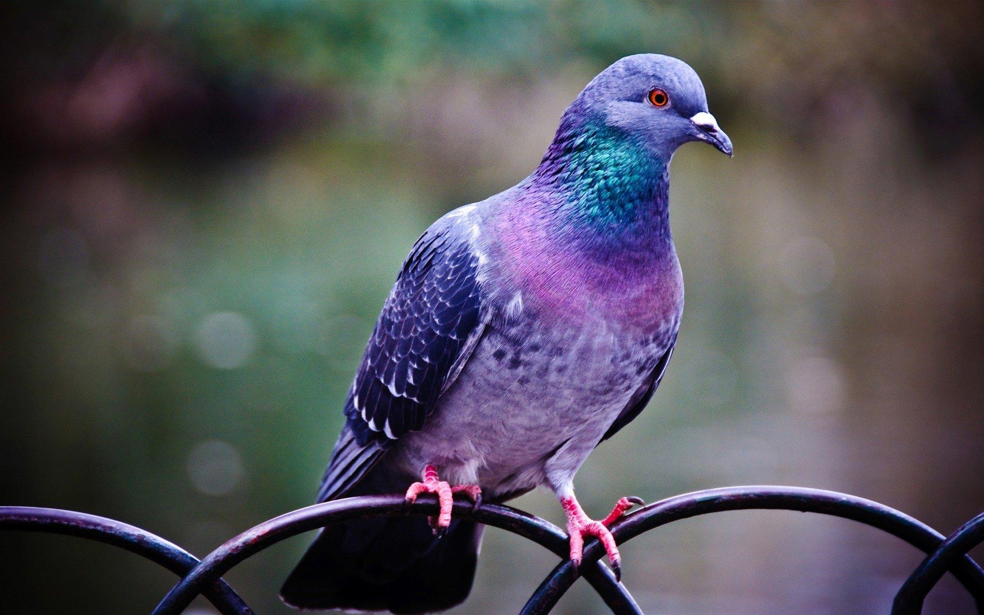 90 Pigeon HD Wallpapers