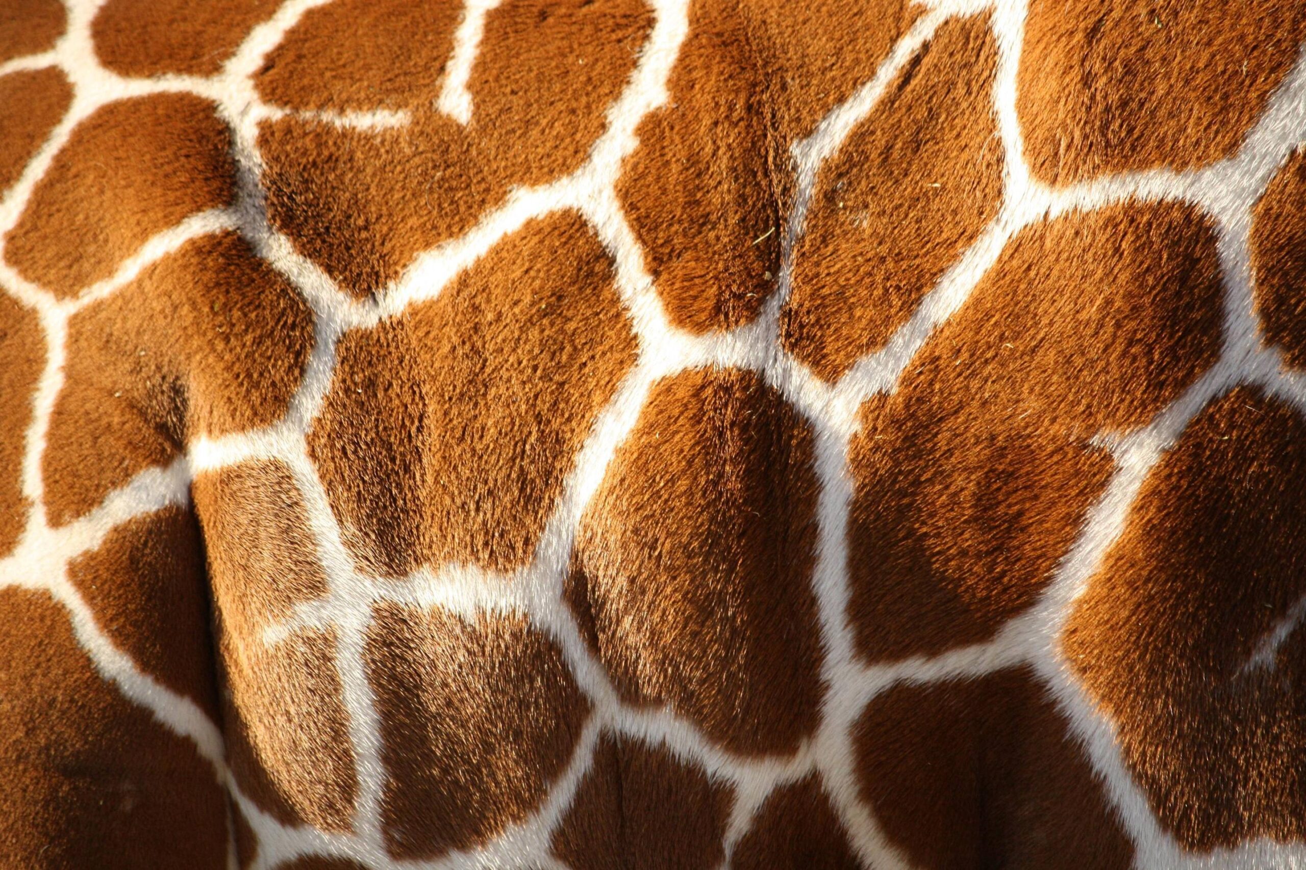 Giraffe Print Wallpapers