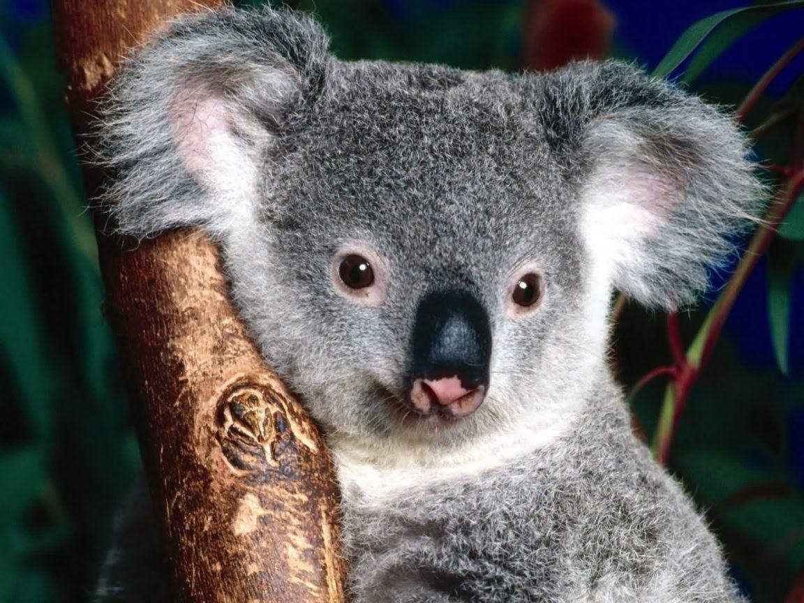 Animals For > Koala Wallpapers Windows 7