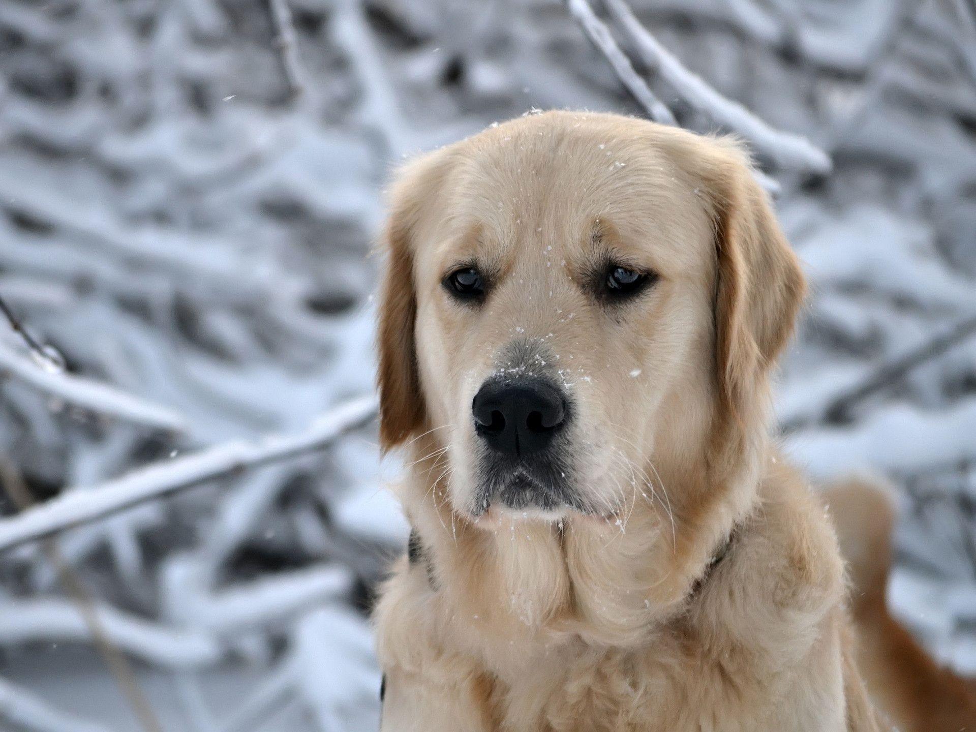 Sad Labrador Wallpapers