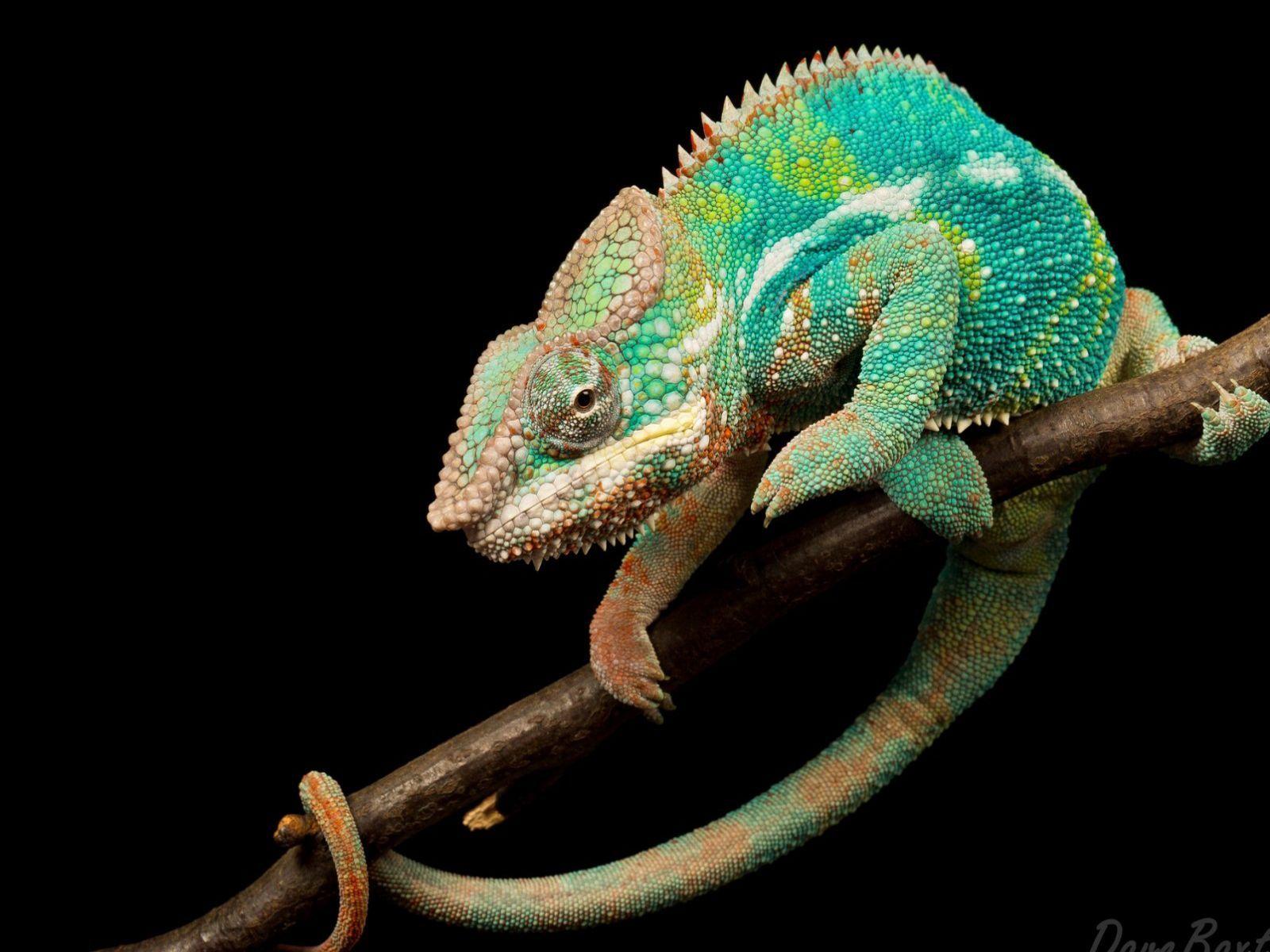 Cool Lizard Wallpapers