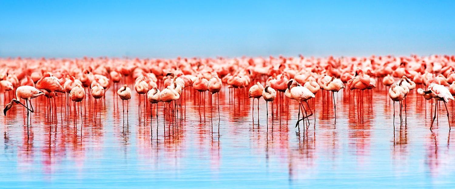 A flock of flamingos in Lake, Nakuru, Kenya.