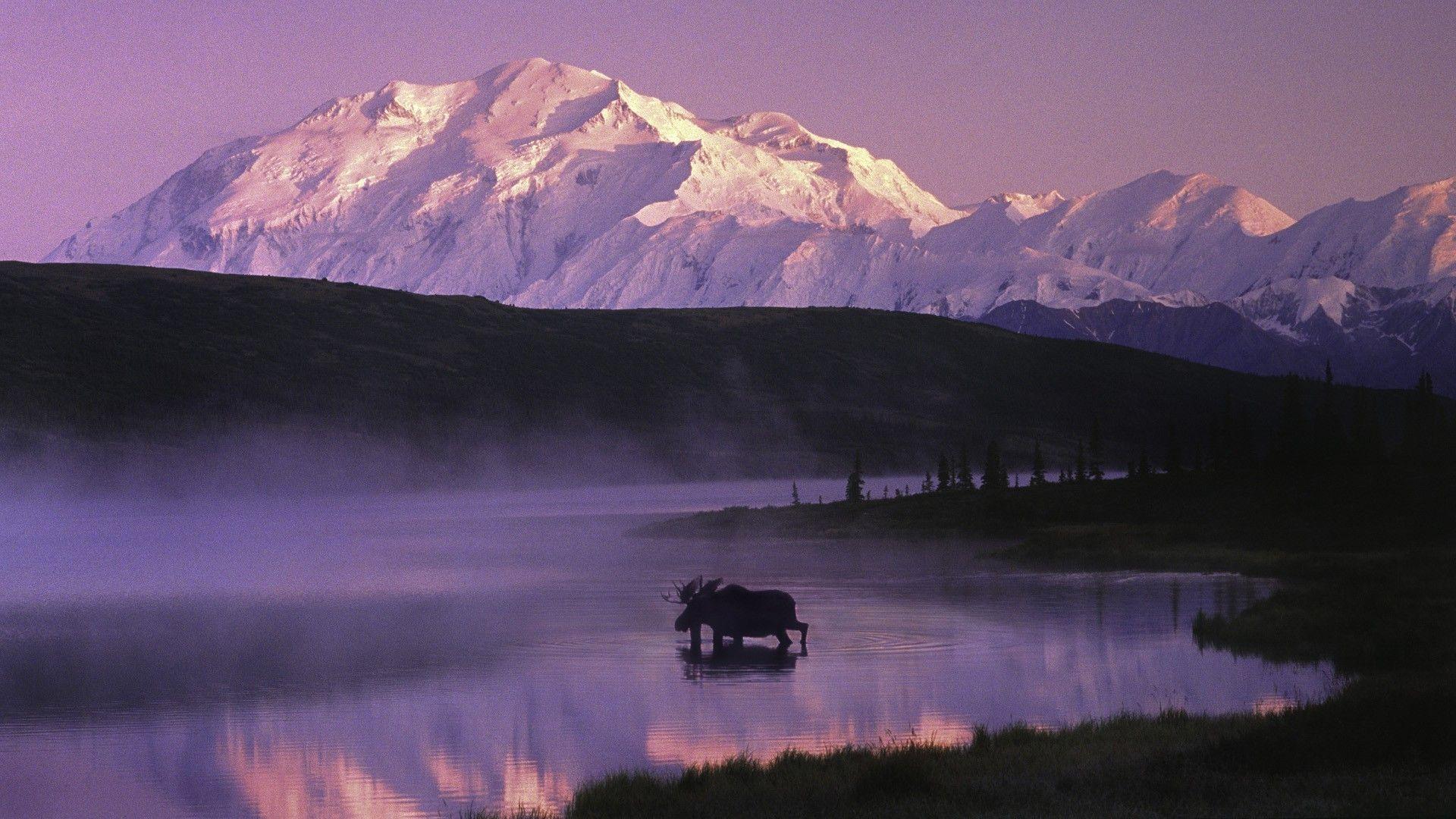 Moose walking in the Denali Lake, Alaska wallpapers #