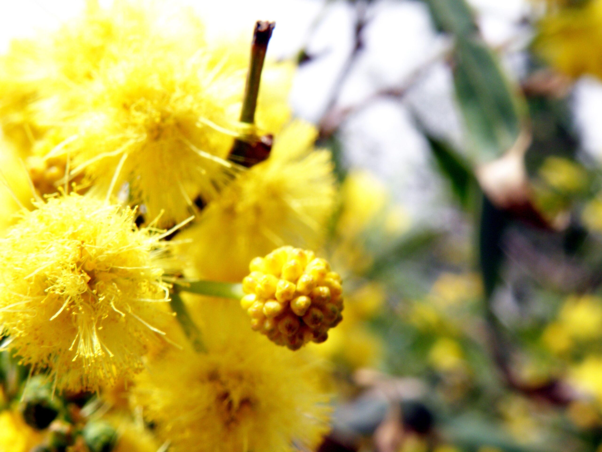 Today is Tu BiShvat