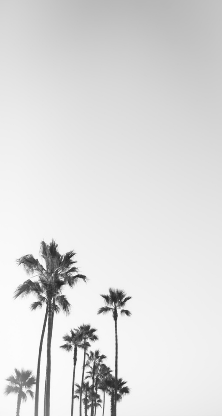 Palm Tree Iphone Wallpapers