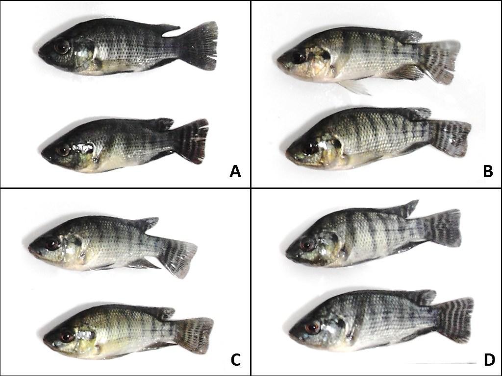 SEDATION OF NILE TILAPIA WITH ESSENTIAL OILS: TEA TREE