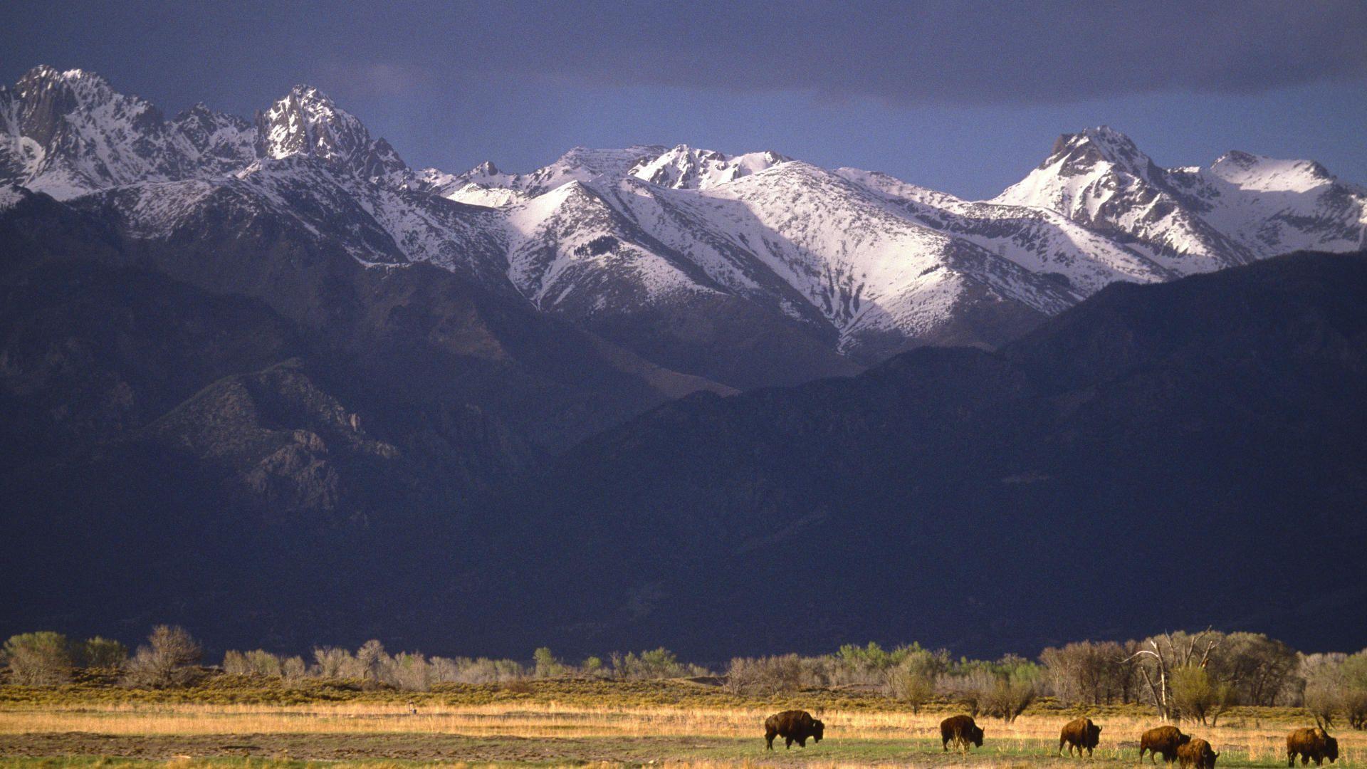 Grazing Bison, Sangre de Cristo Range, Colorado