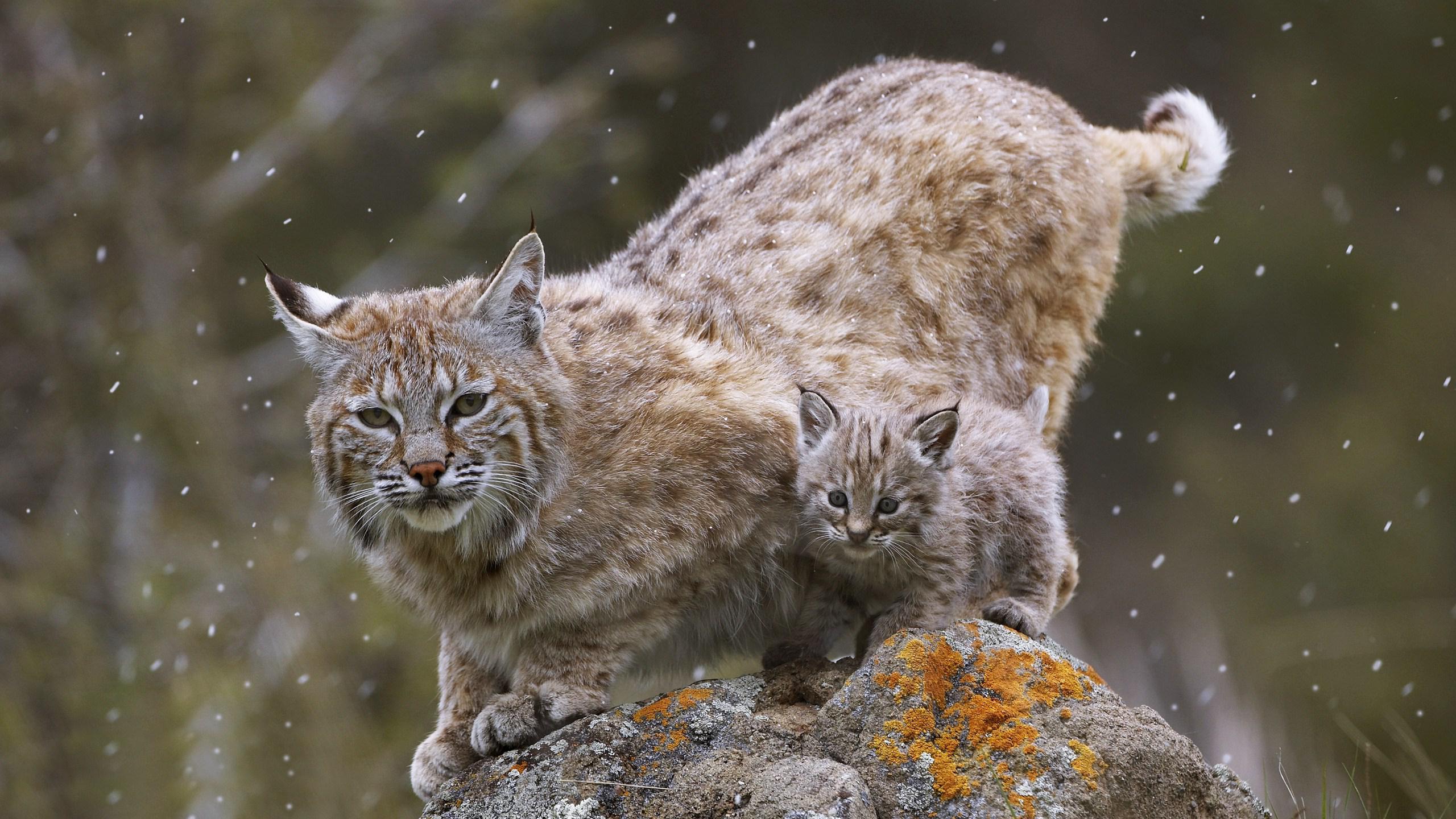 Bobcat Wallpapers Group with 27 items