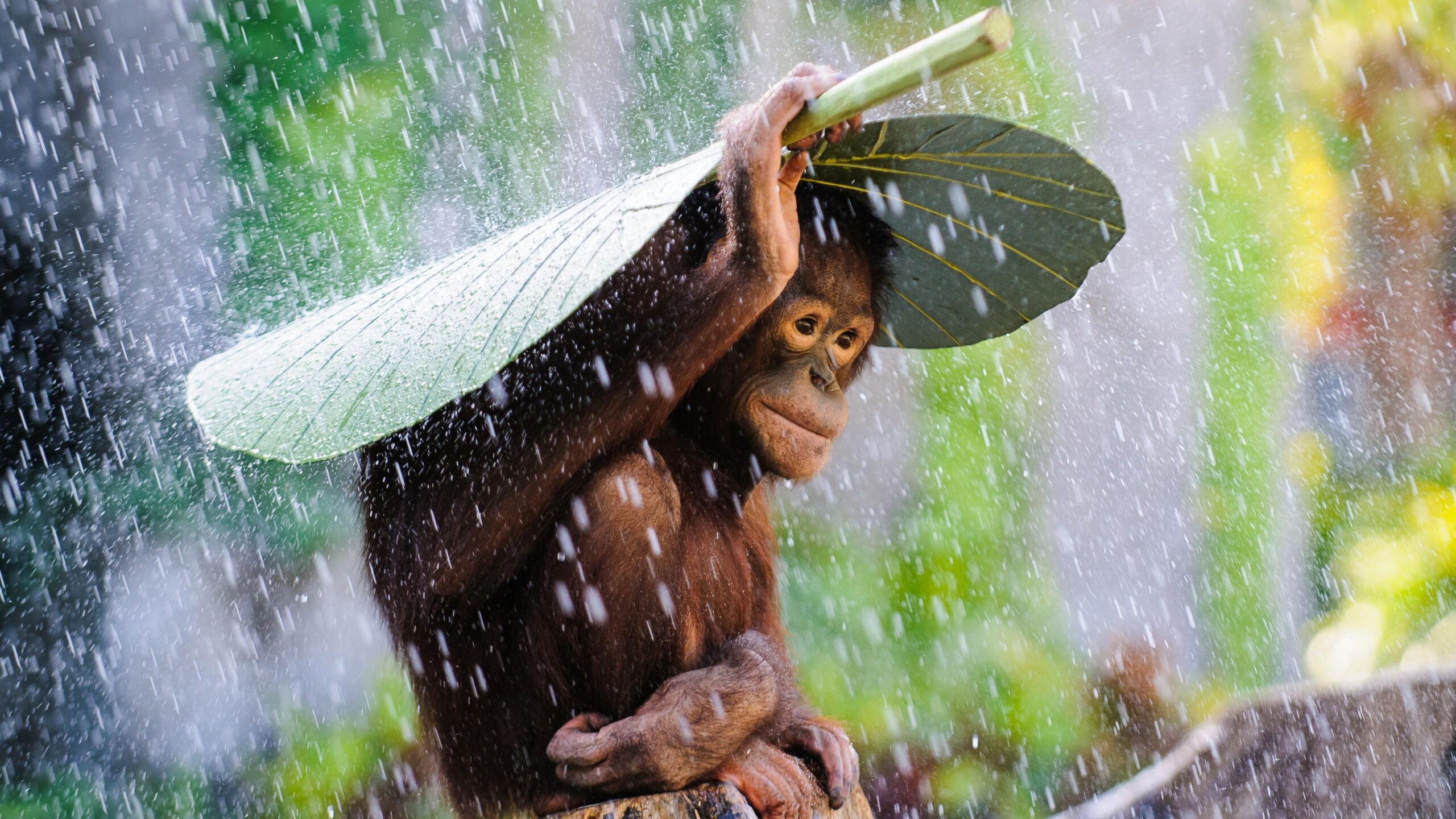 Wallpapers Chimpanzee, Congo River, tourism, banana, leaves, rain