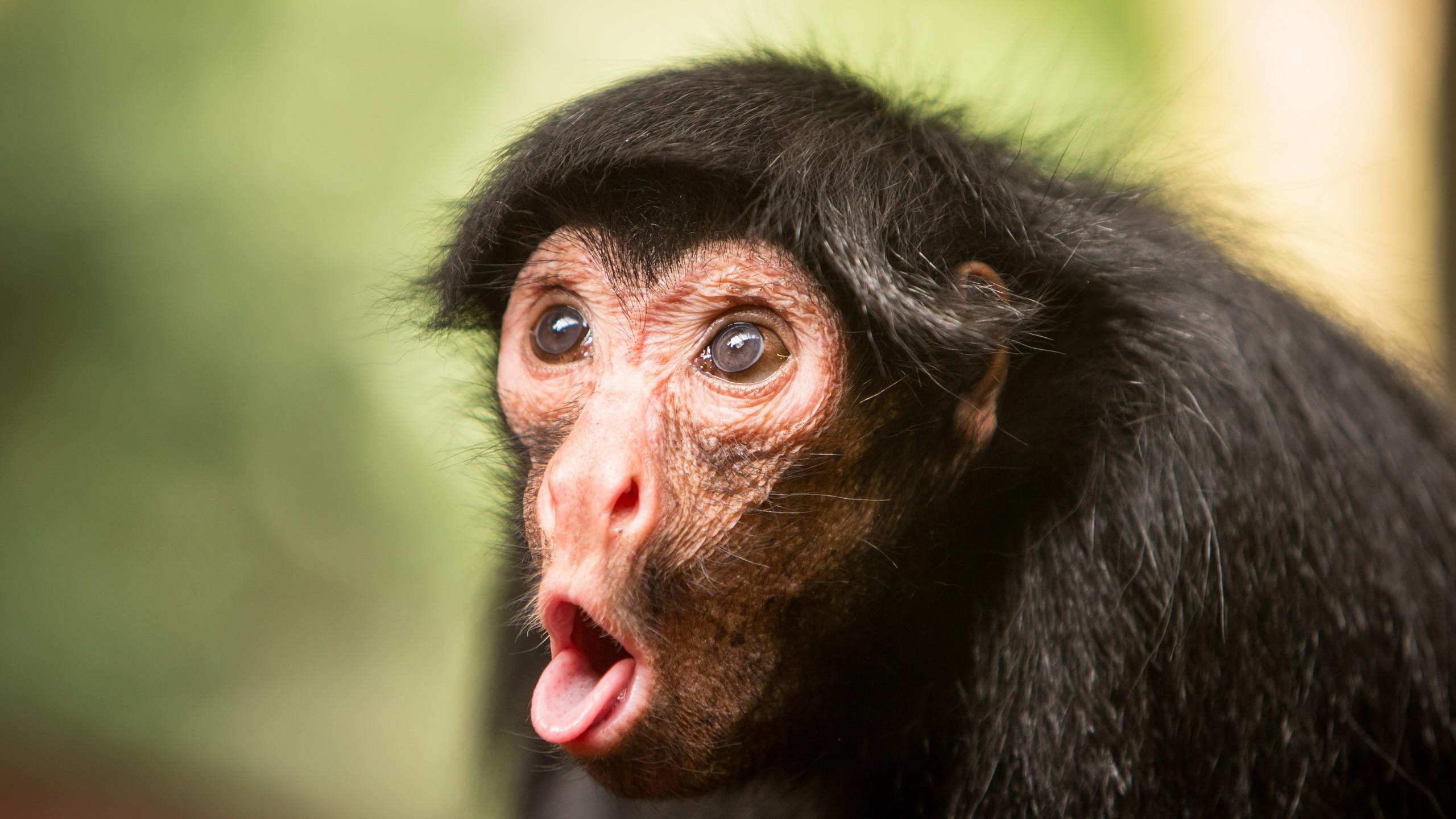 Wallpapers Chimpanzee, monkey, cute animals, funny, Animals