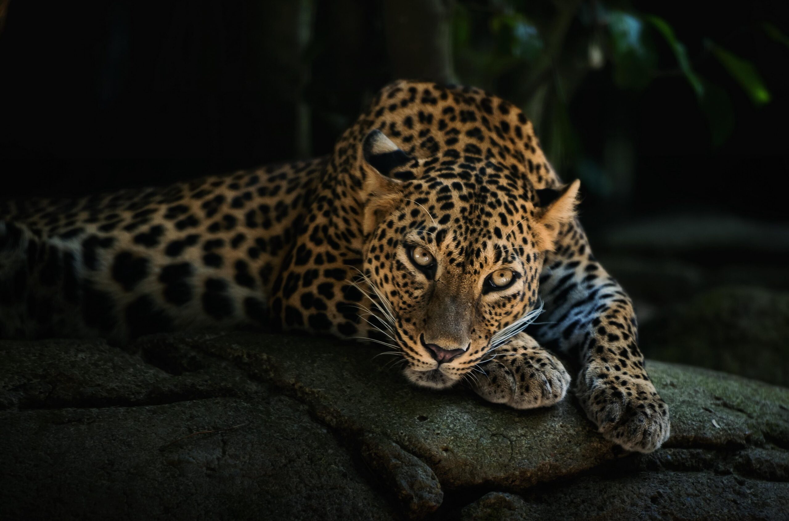 Best 52+ Leopard Wallpapers on HipWallpapers