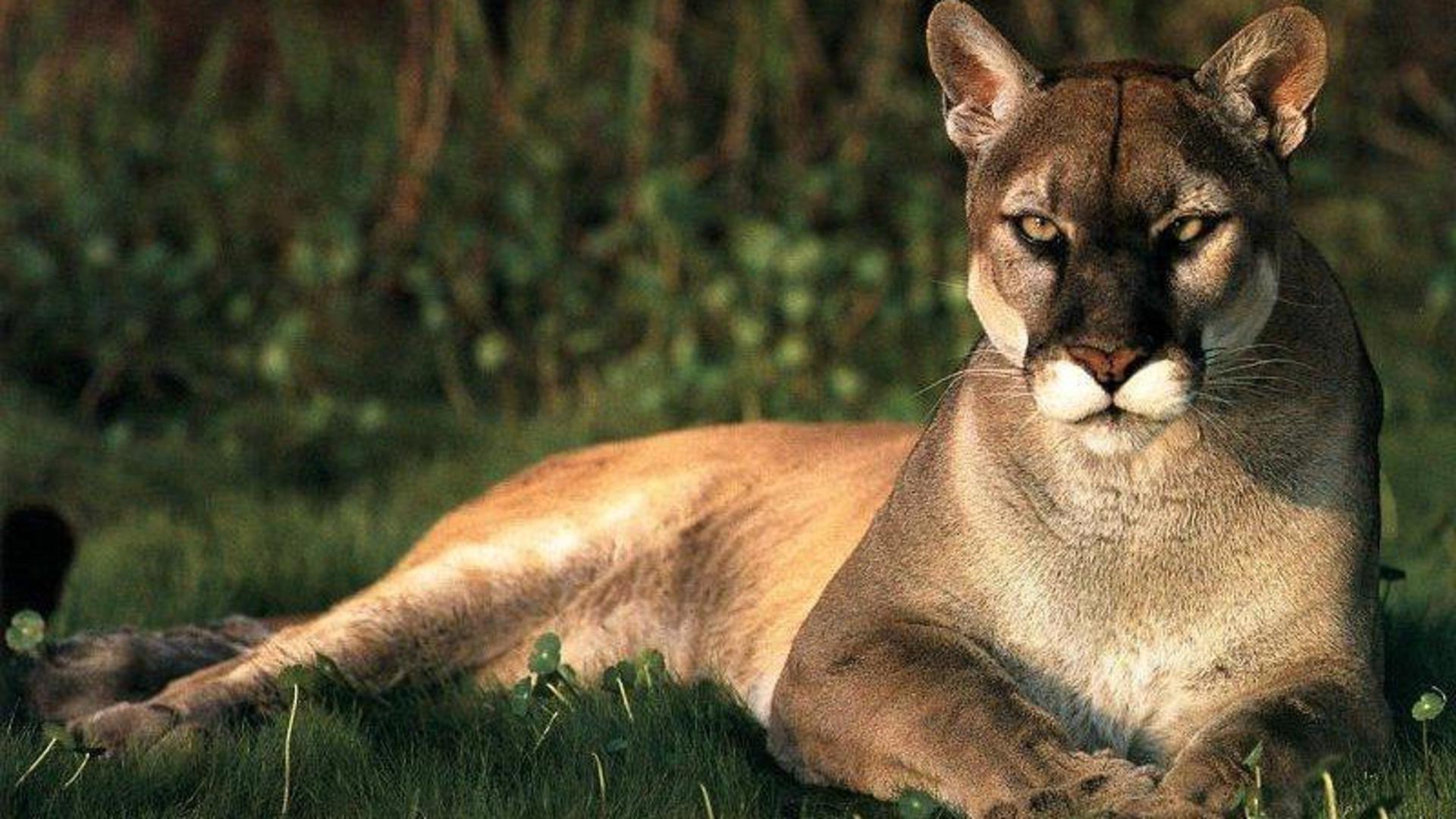 animals pumas wallpapers and backgrounds 342 kB