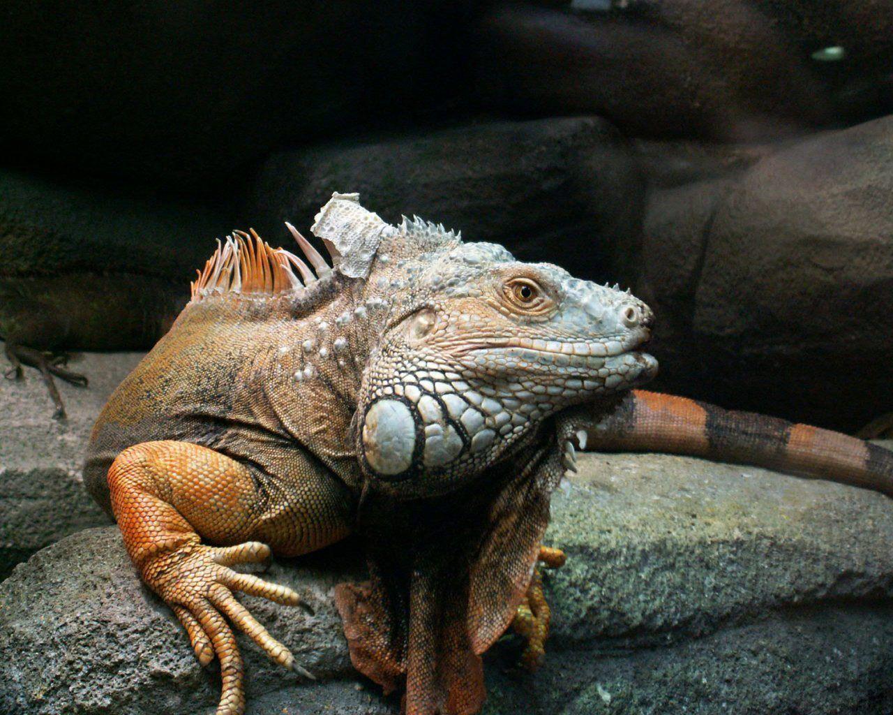 Iguanas image Iguana HD wallpapers and backgrounds photos