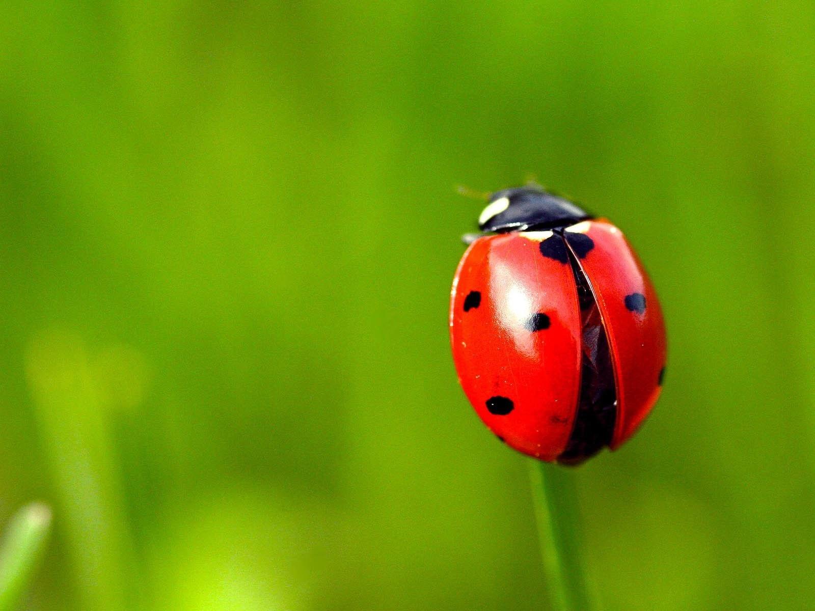 Wallpapers Red ladybug, grass, green backgrounds HD Picture