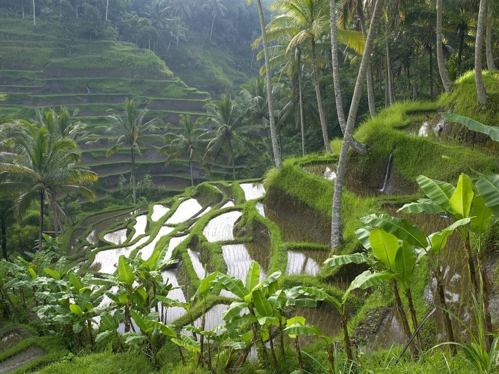 flying off to Ubud, Bali .